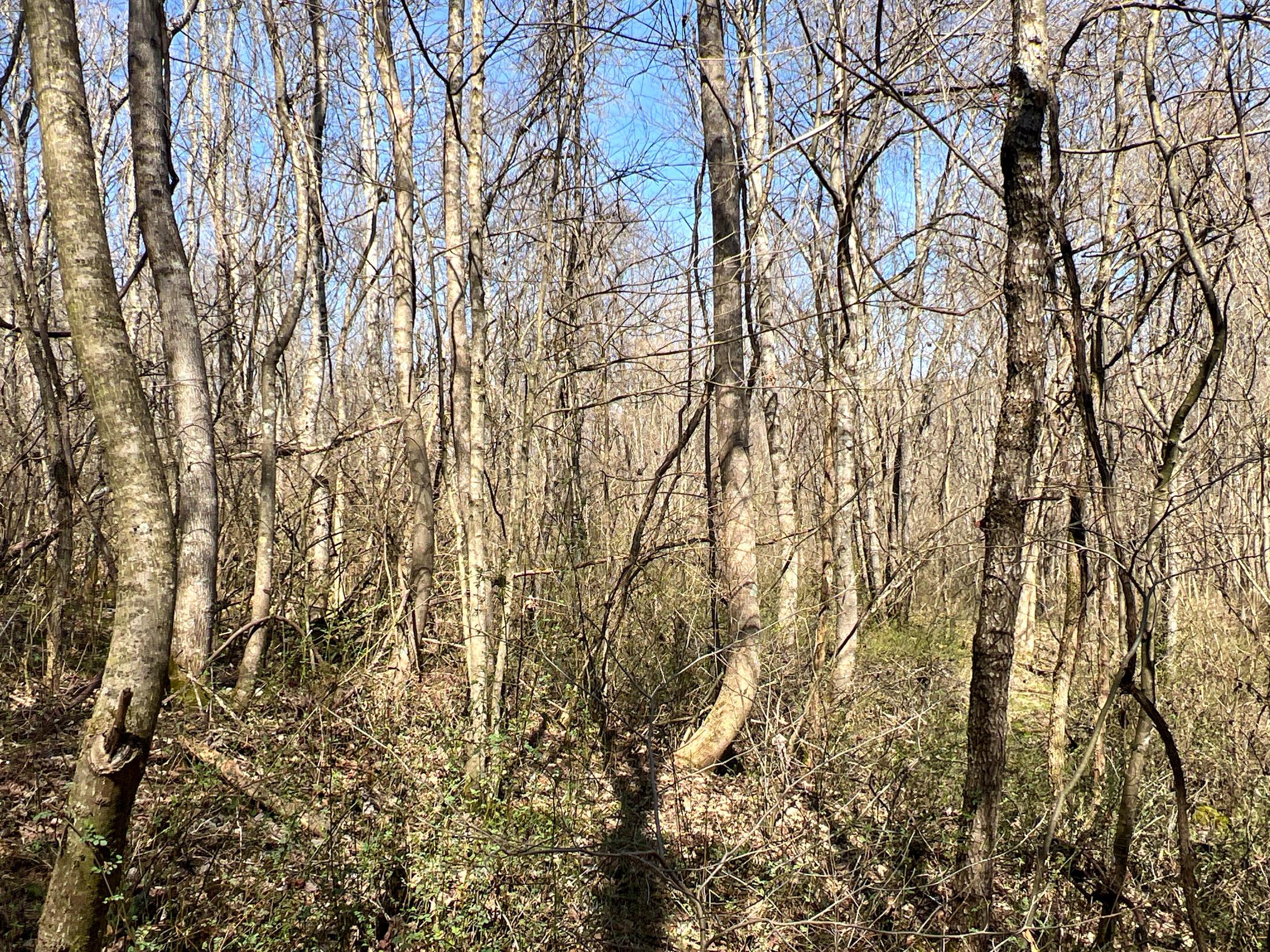 0 Locust Grove Road McArthur, OH 45651 - Photo 8 of 12 IMG_7076