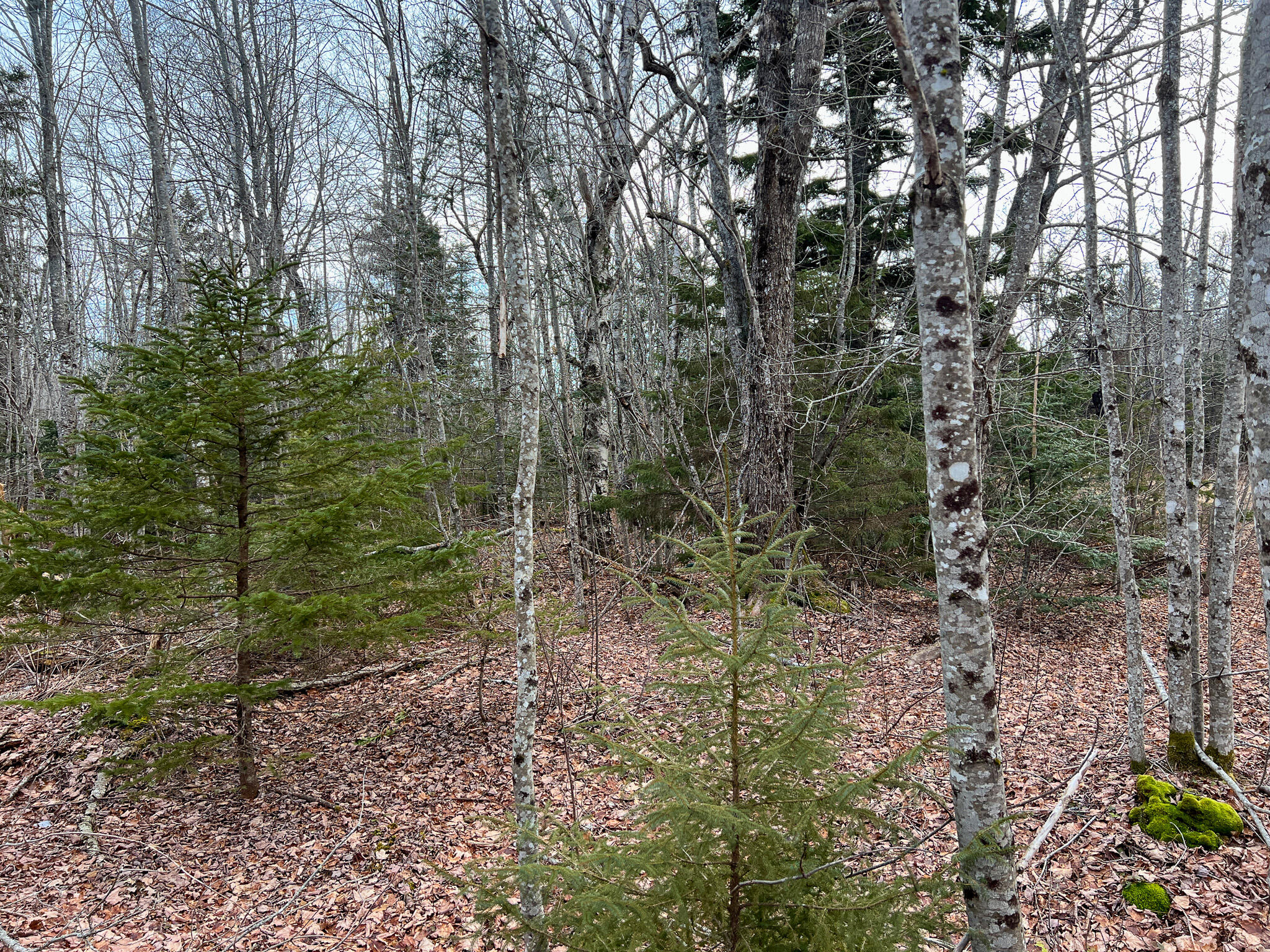 M4-l117 Southwest Crk Road Jonesport, ME 04649 - Photo 8 of 18 IMG_8378