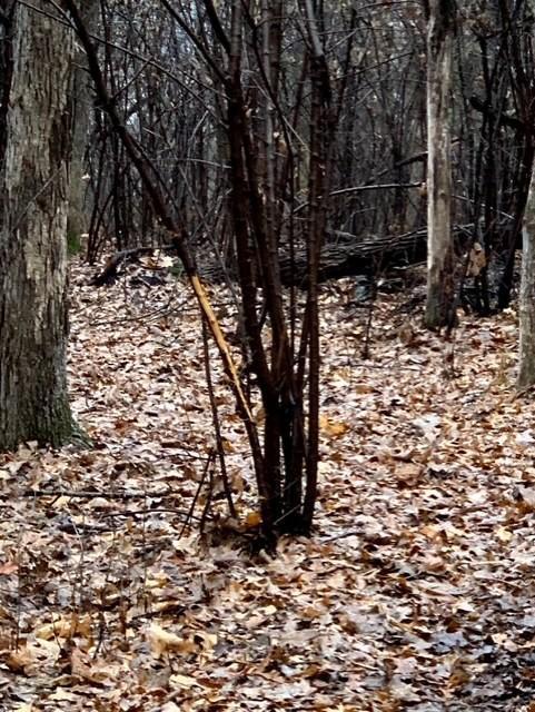 32107 County 45 Boulevard Red Wing, MN 55066 - Photo 3 of 10