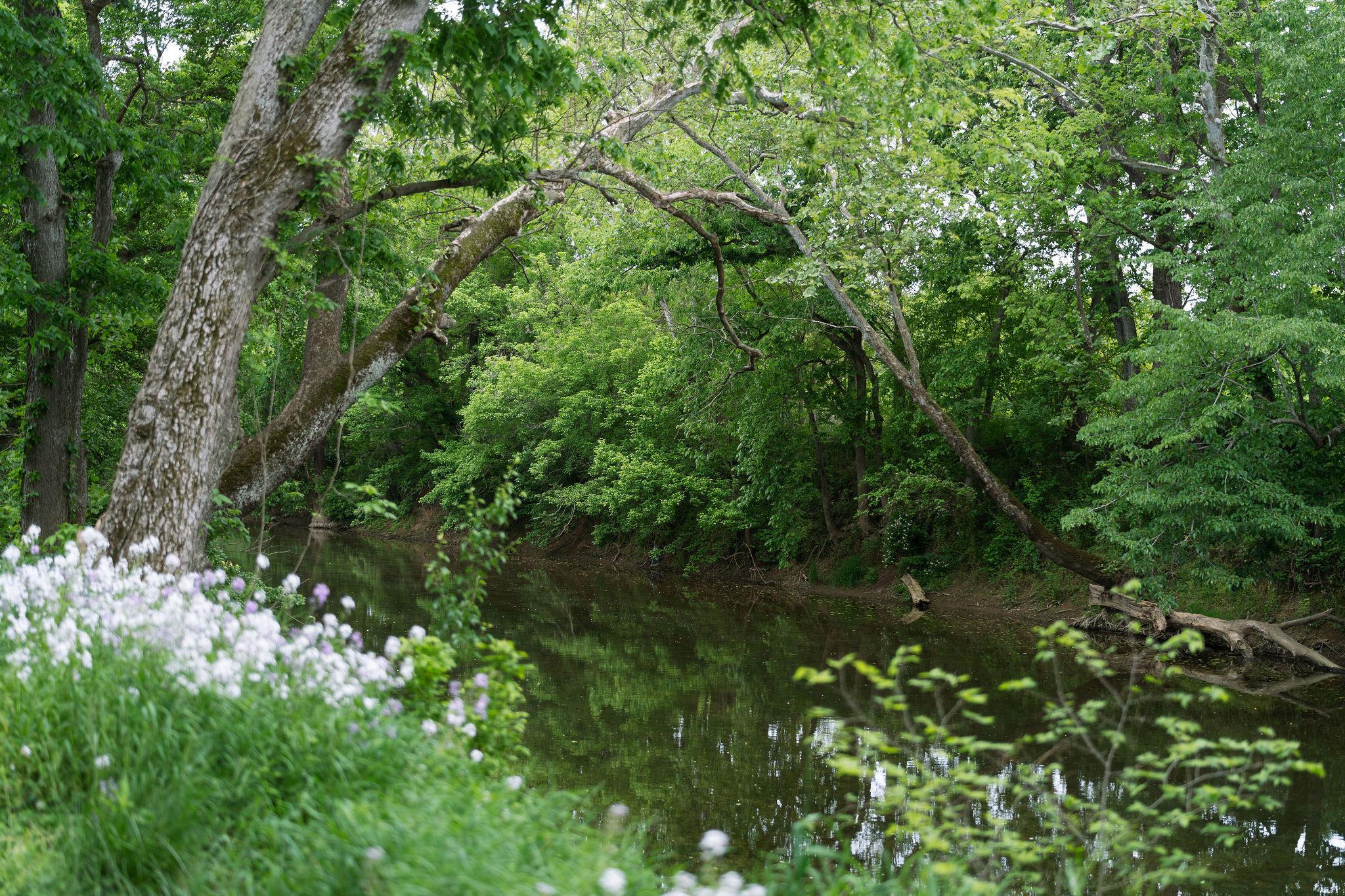 216 Lee Roy Road Grottoes, VA 24441 - Photo 55 of 64 a backyard of a house with lots of green space and trees all around