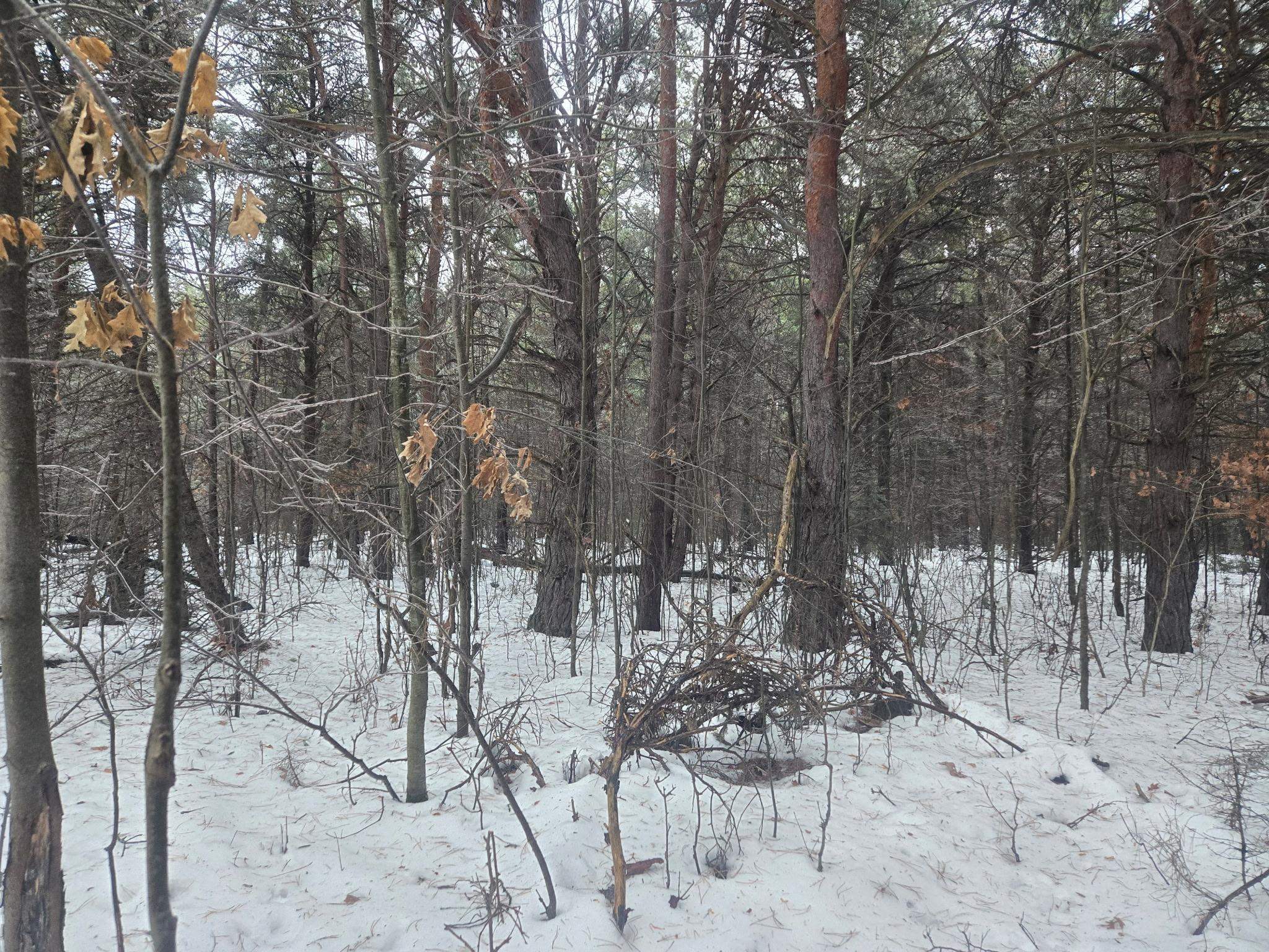 0 South Dickerson Road Lake City, MI 49651 - Photo 7 of 16