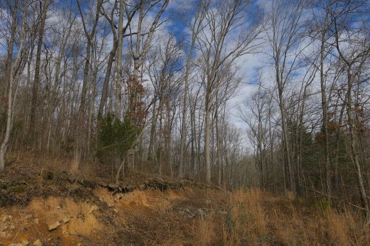 4404 Hannah Ford Road Pegram, TN 37143 - Photo 1 of 15 a view of a yard