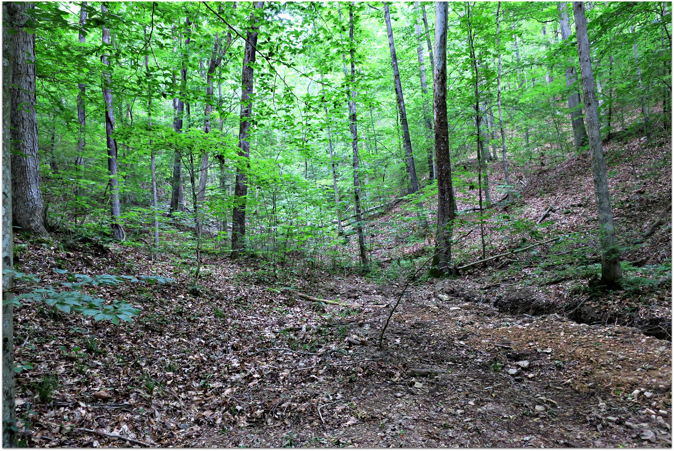 4404 Hannah Ford Road Pegram, TN 37143 - Photo 11 of 15 a view of a forest that has large trees