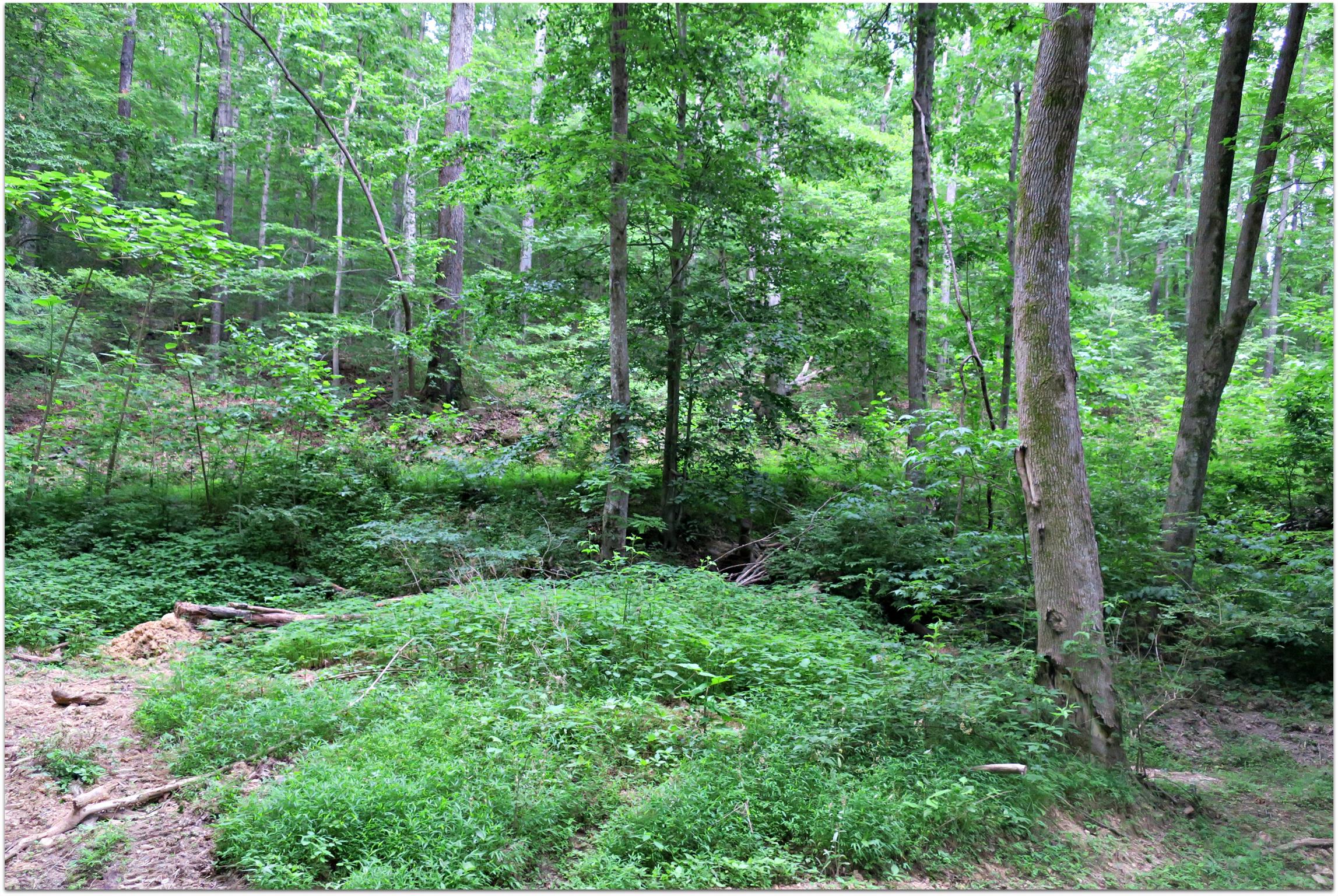 4404 Hannah Ford Road Pegram, TN 37143 - Photo 12 of 15 a view of a lush green forest