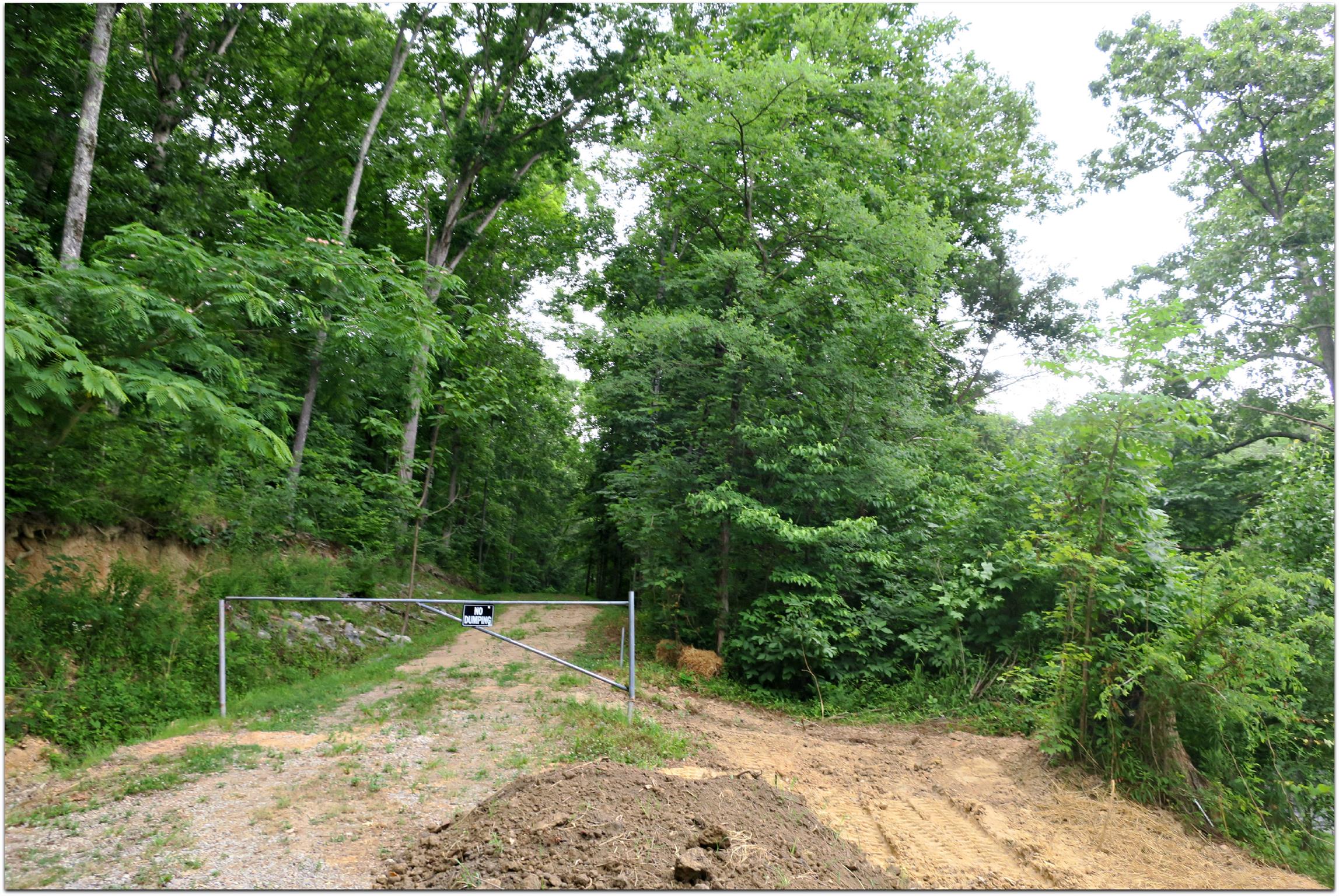 4404 Hannah Ford Road Pegram, TN 37143 - Photo 13 of 15 a view of a yard with plants and large trees