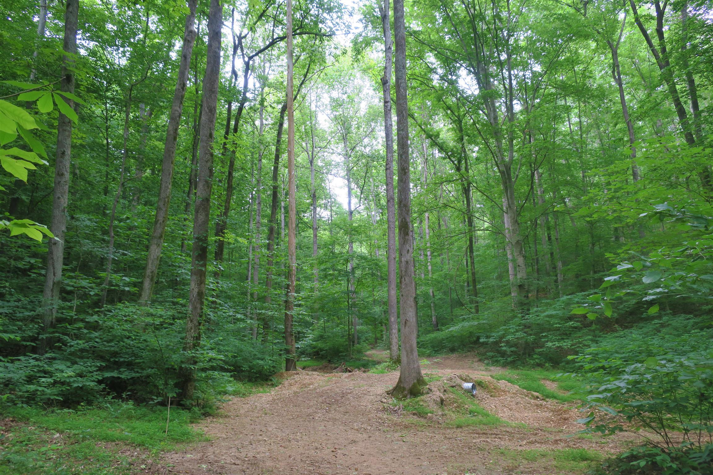 4404 Hannah Ford Road Pegram, TN 37143 - Photo 14 of 15 a view of a forest