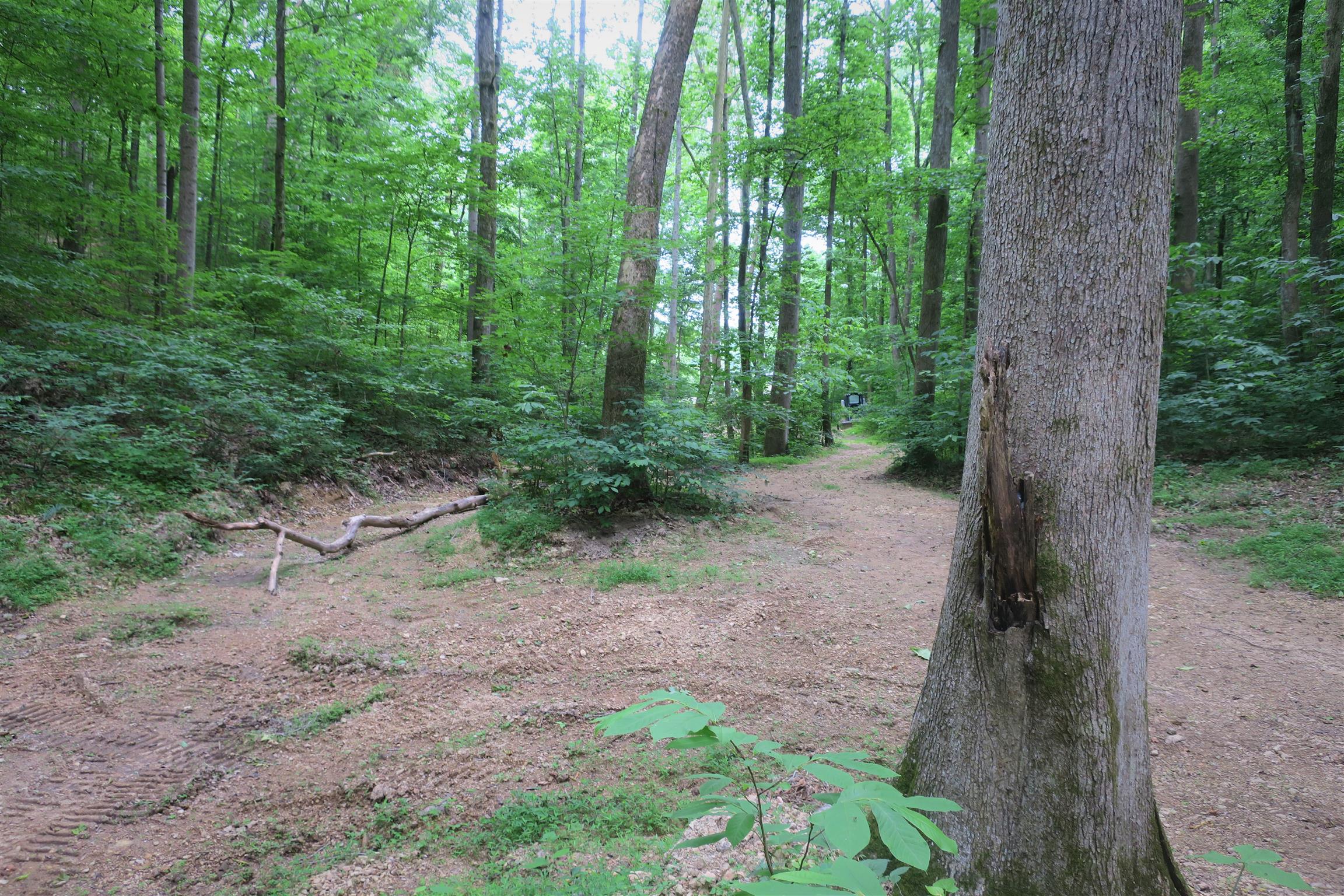 4404 Hannah Ford Road Pegram, TN 37143 - Photo 15 of 15 a view of a forest with trees