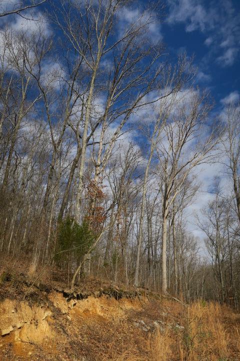 4404 Hannah Ford Road Pegram, TN 37143 - Photo 2 of 15 a view of backyard space