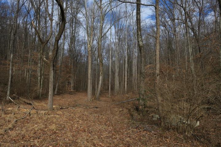 4404 Hannah Ford Road Pegram, TN 37143 - Photo 4 of 15 a view of backyard with green space