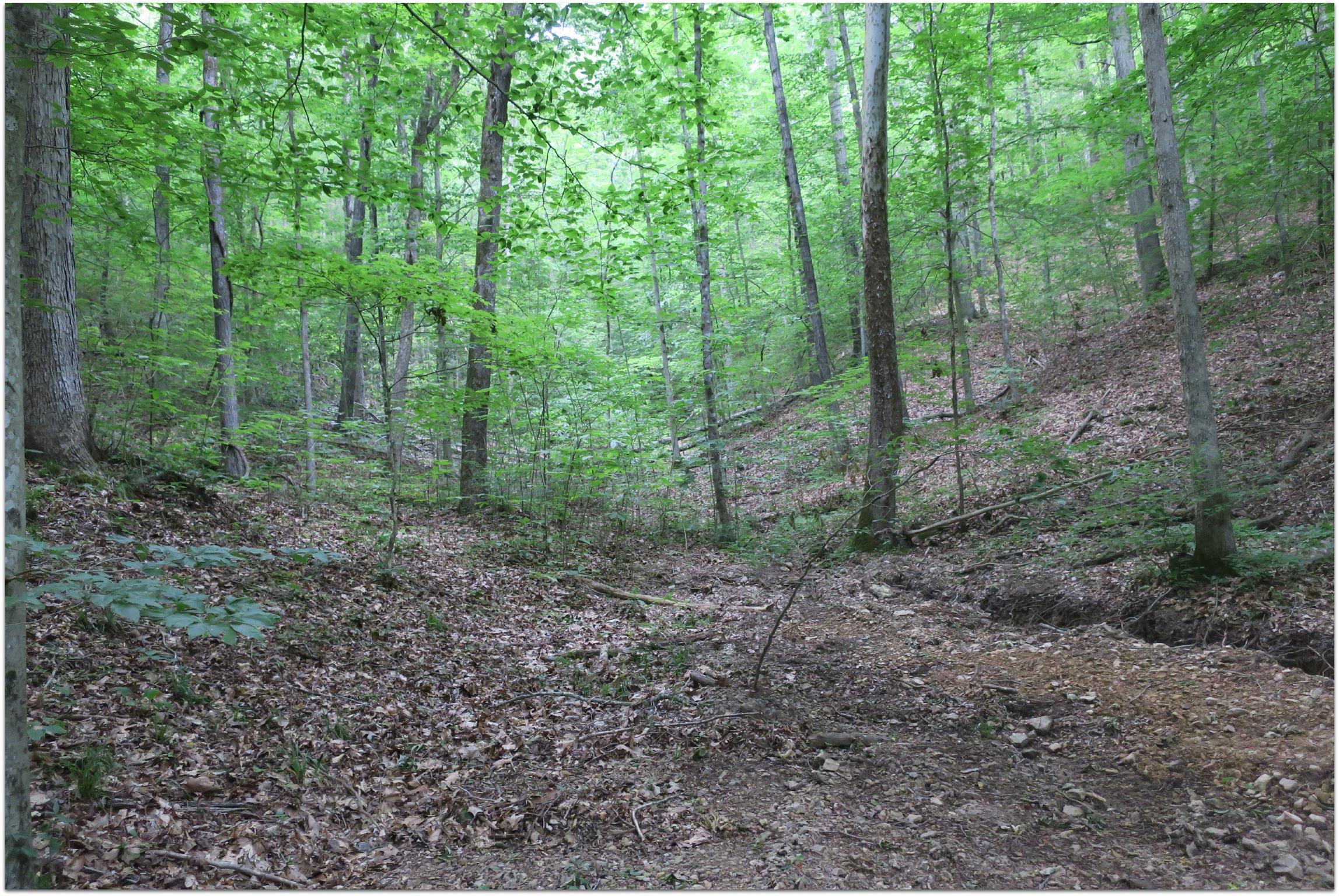 4404 Hannah Ford Road Pegram, TN 37143 - Photo 7 of 15 a view of a forest that has large trees