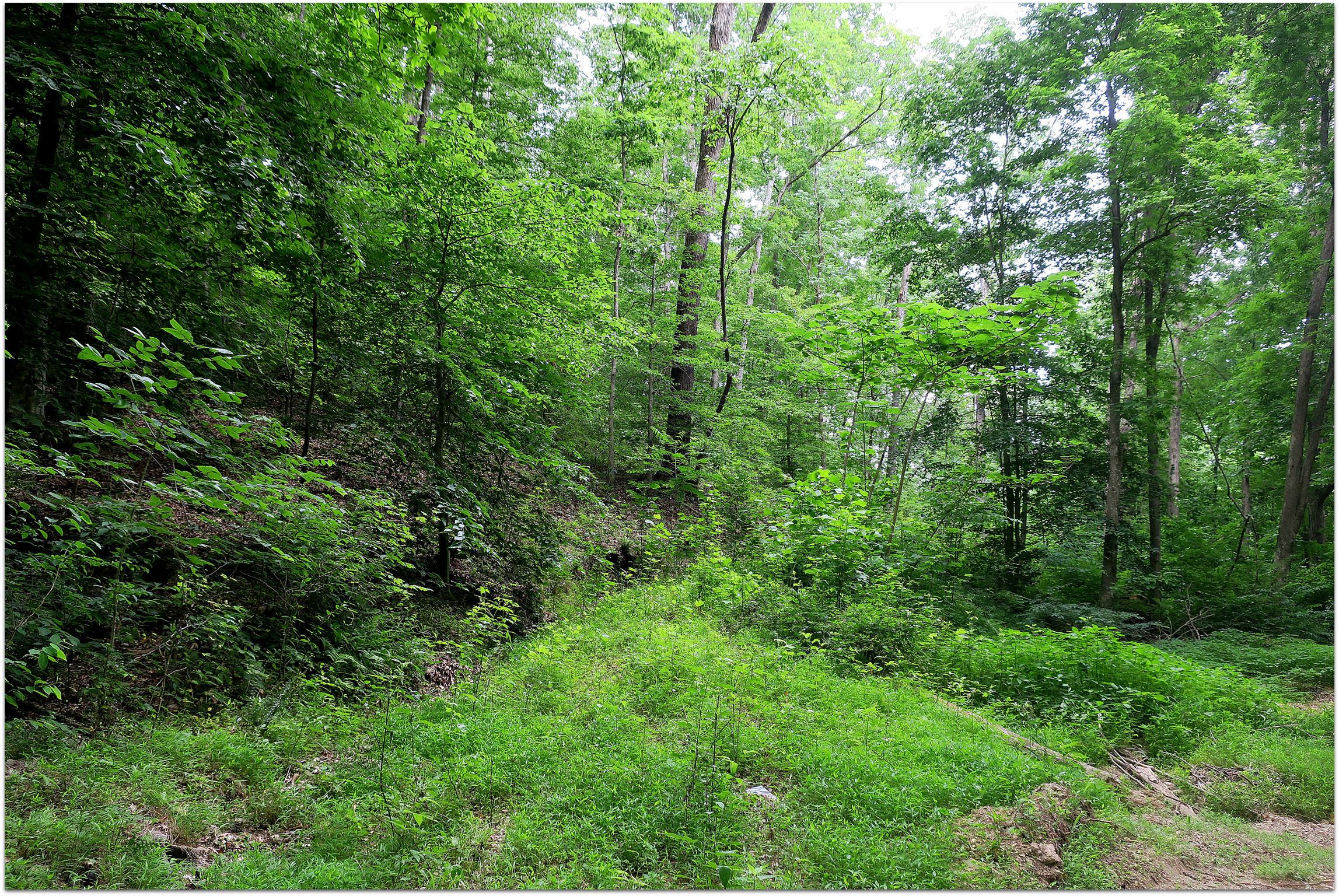4404 Hannah Ford Road Pegram, TN 37143 - Photo 8 of 15 a view of a lush green forest