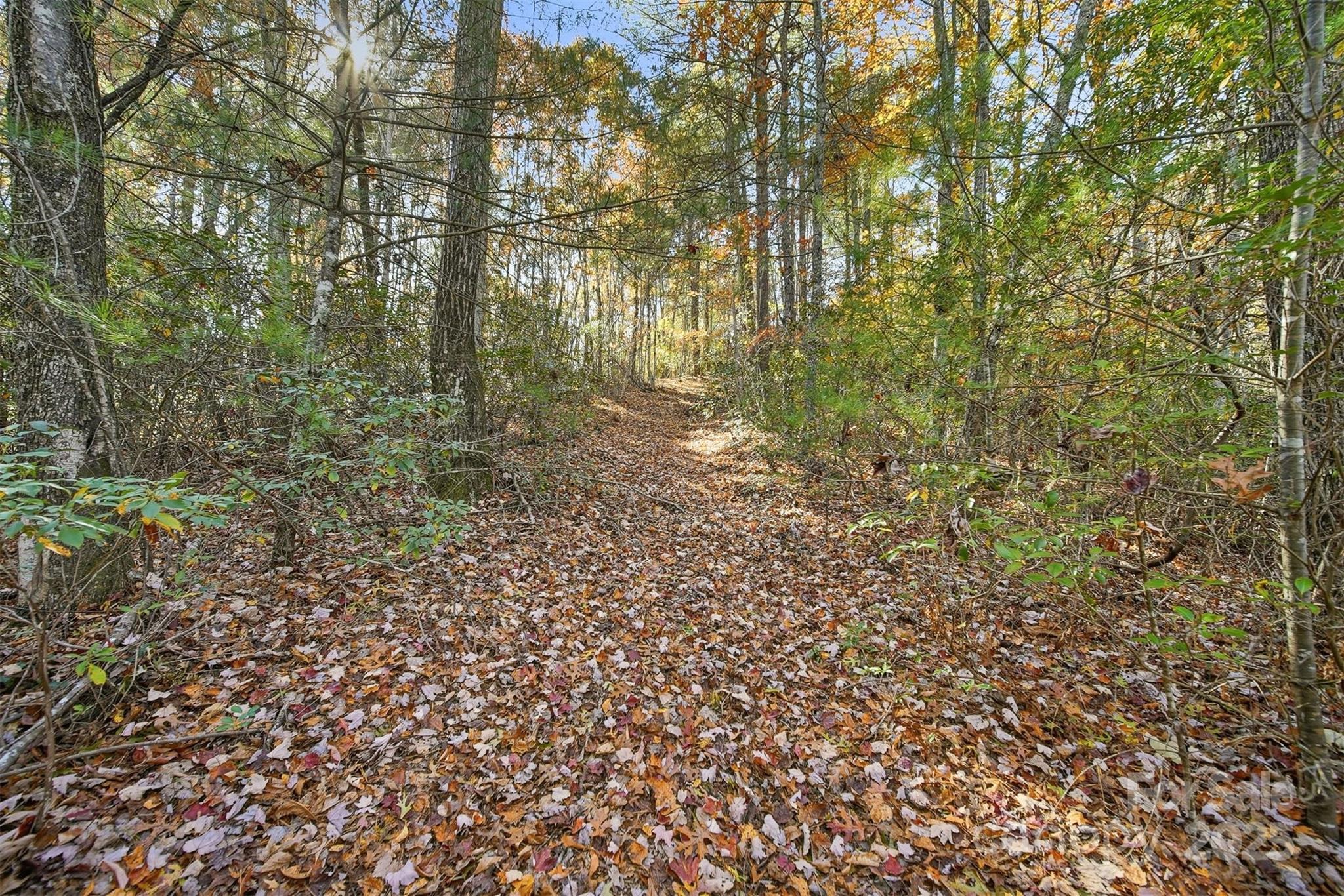 a view of a forest that has a tree