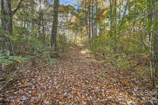 a view of a forest that has a tree