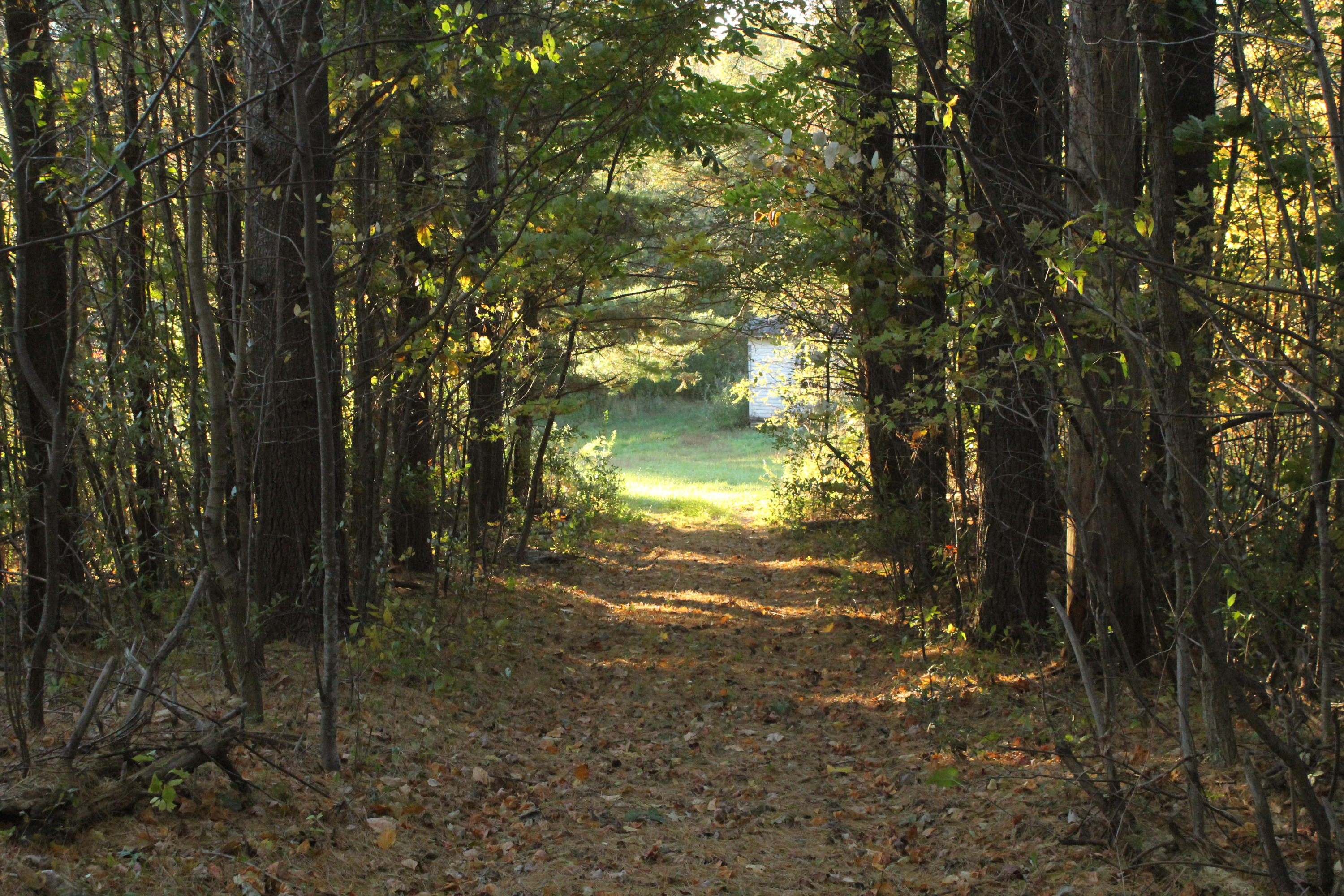 892 Countyline Church Road Southeast Floyd, VA 24091 - Photo 19 of 19 a yard with trees in the background