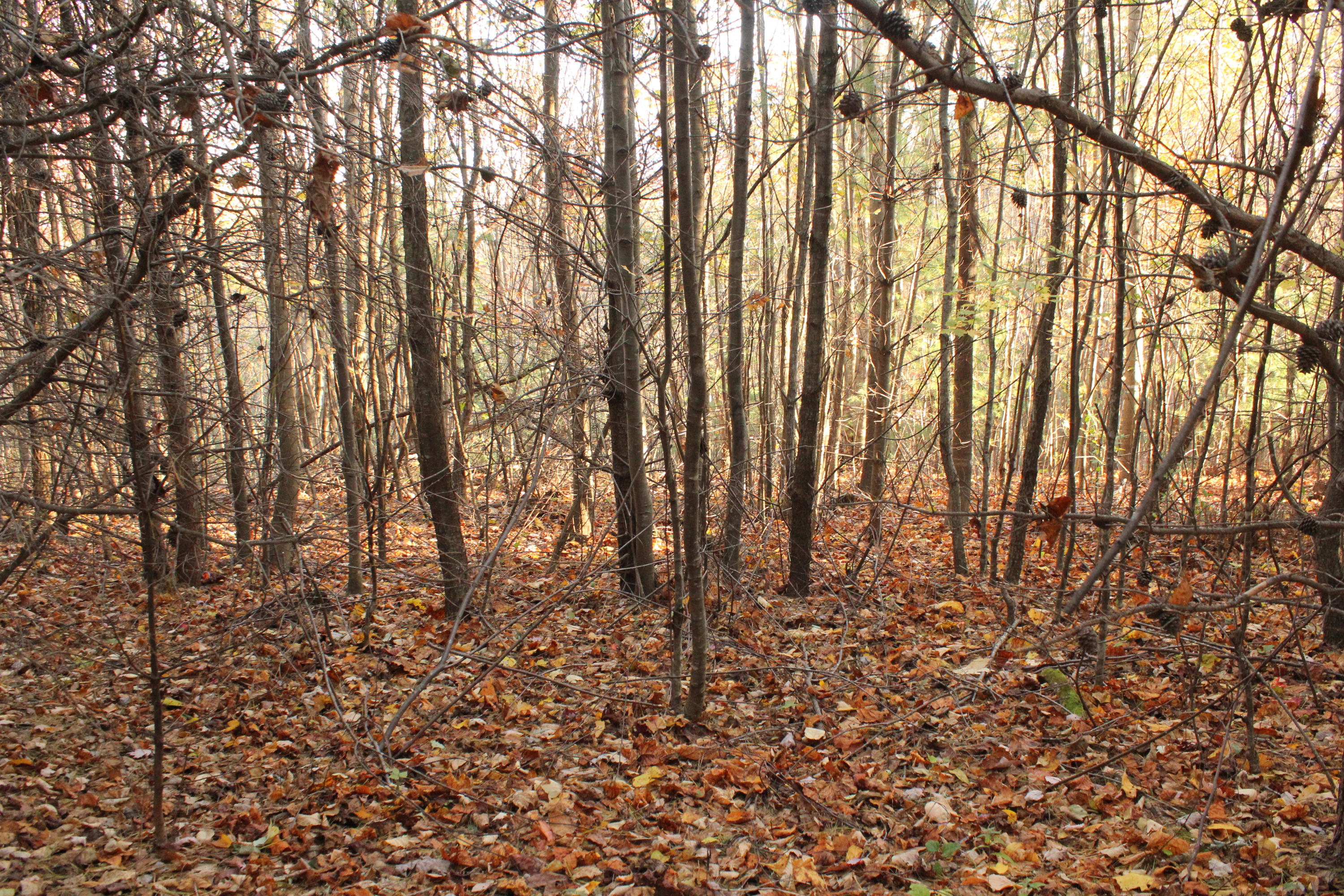 892 Countyline Church Road Southeast Floyd, VA 24091 - Photo 7 of 19 a view of yard