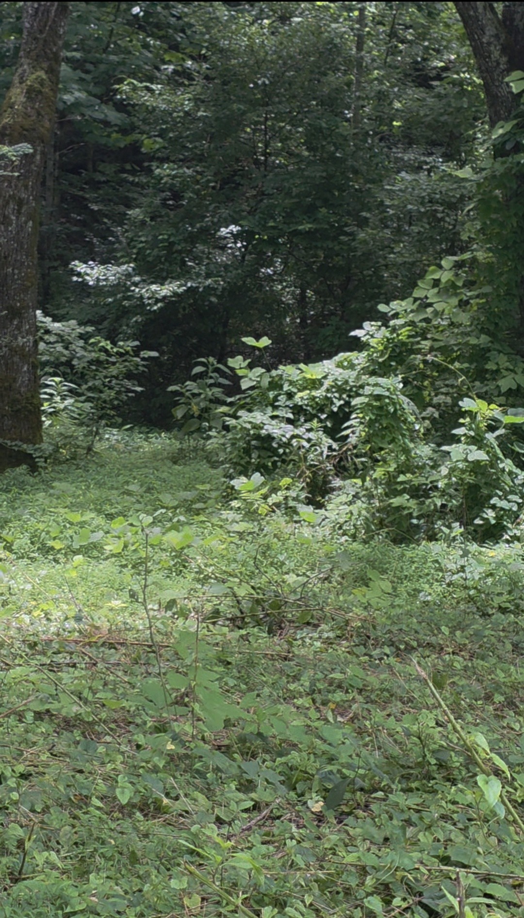 0 Rock Springs Road Ethridge, TN 38456 - Photo 7 of 22
