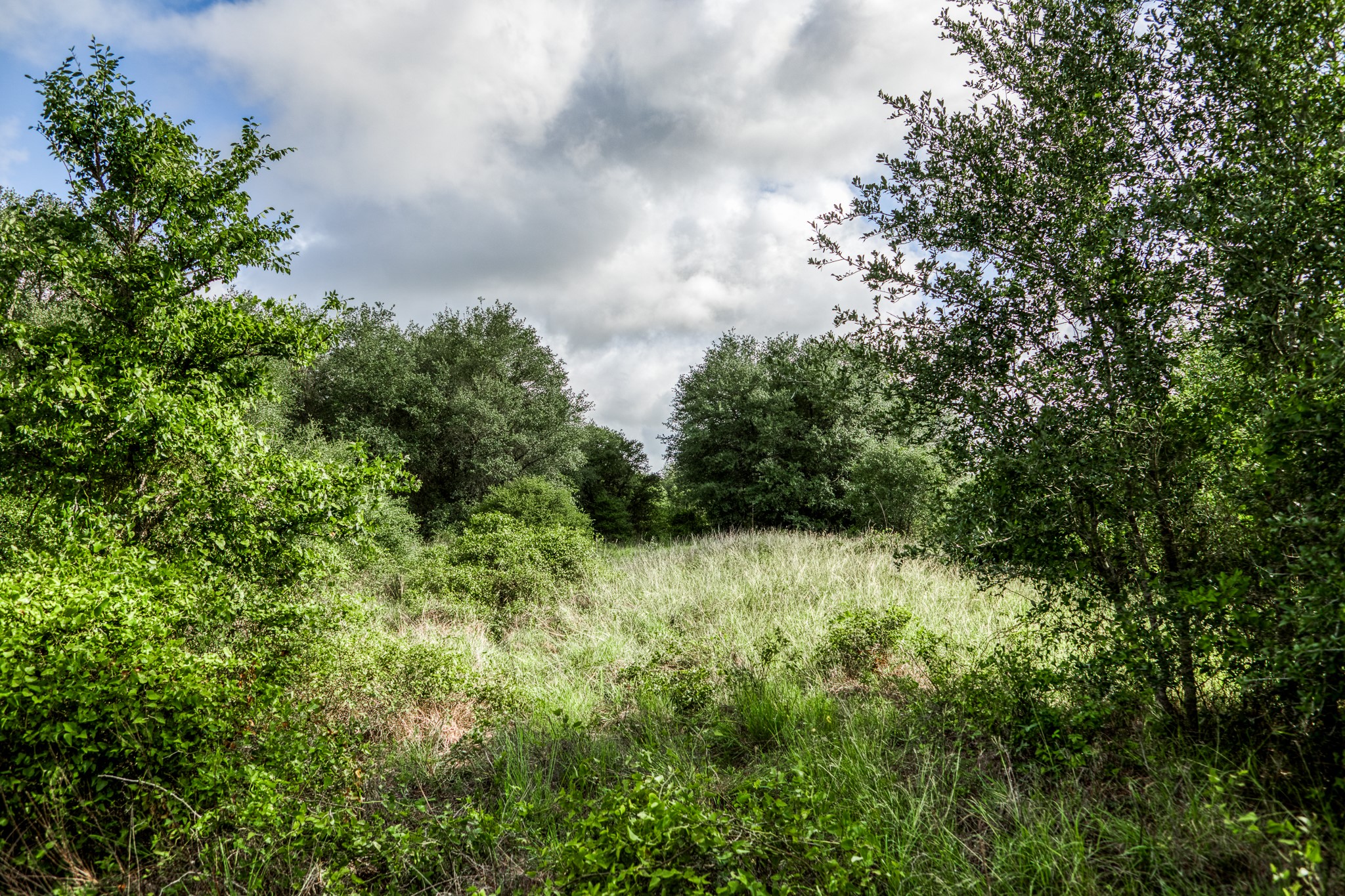 11 South Nassau Road Round Top, TX 78954 - Photo 17 of 23 a view of a yard with plants and a trees