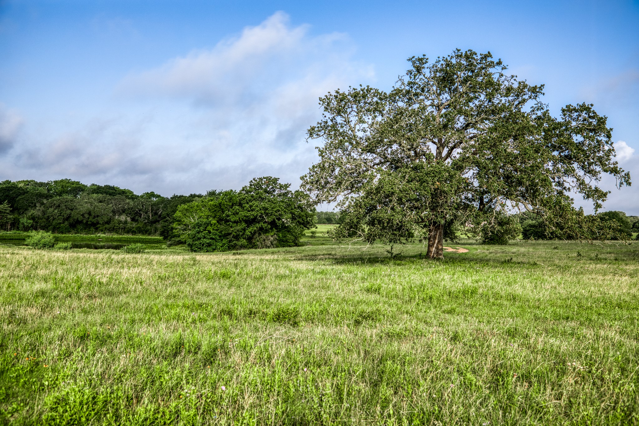 11 South Nassau Road Round Top, TX 78954 - Photo 3 of 23 a view of field with tall trees