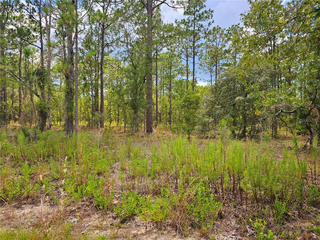 Southwest Winding Hills Road Dunnellon, FL 34431 - Photo 1 of 1 Gallery Image 1