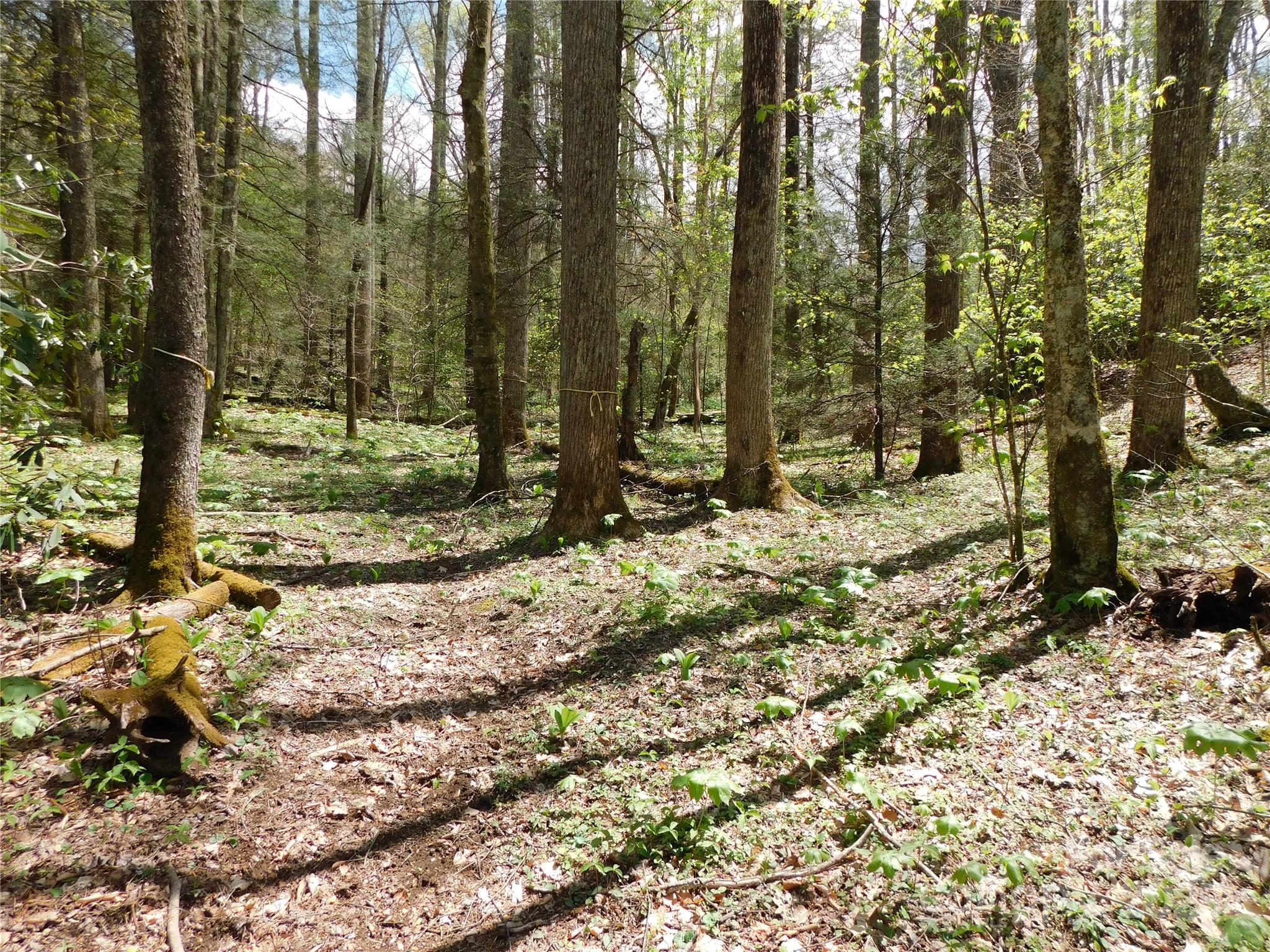 Tbd Black Bear Trail, Unit 26 Newland, NC 28657 - Photo 1 of 9