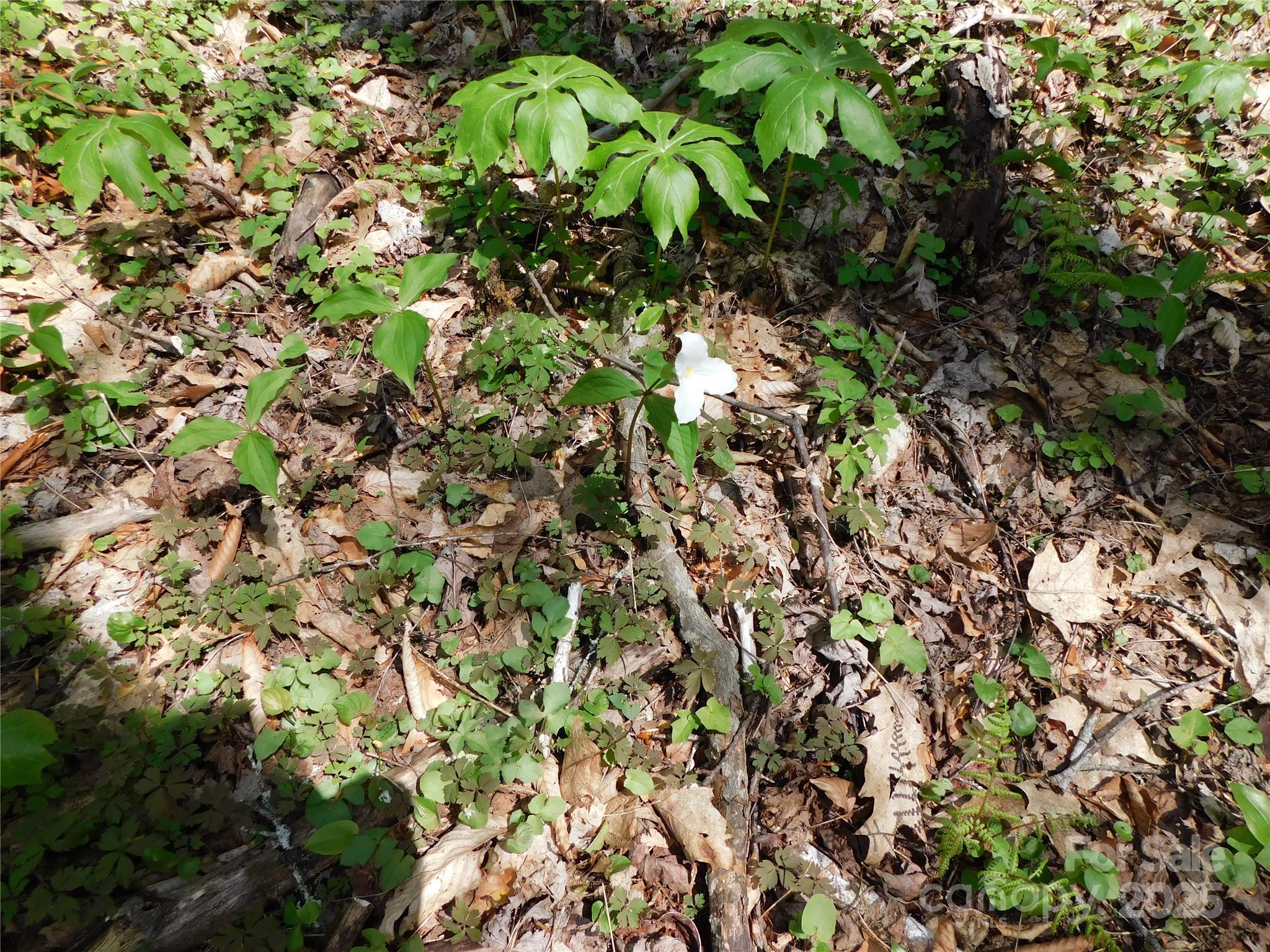 Tbd Black Bear Trail, Unit 26 Newland, NC 28657 - Photo 3 of 9