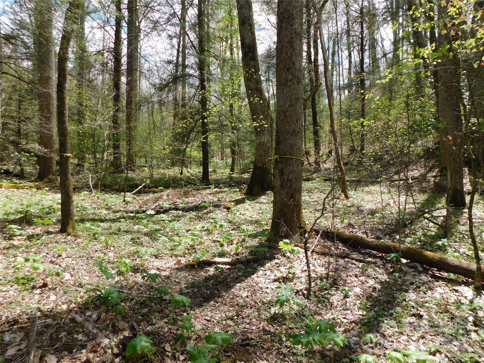 Tbd Black Bear Trail, Unit 26 Newland, NC 28657 - Photo 4 of 9