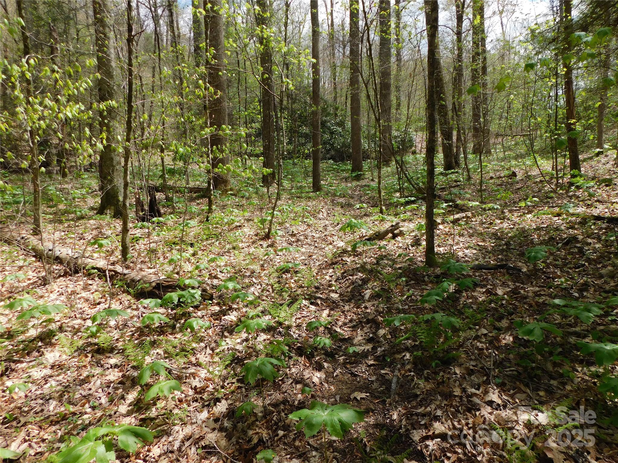 Tbd Black Bear Trail, Unit 26 Newland, NC 28657 - Photo 6 of 9