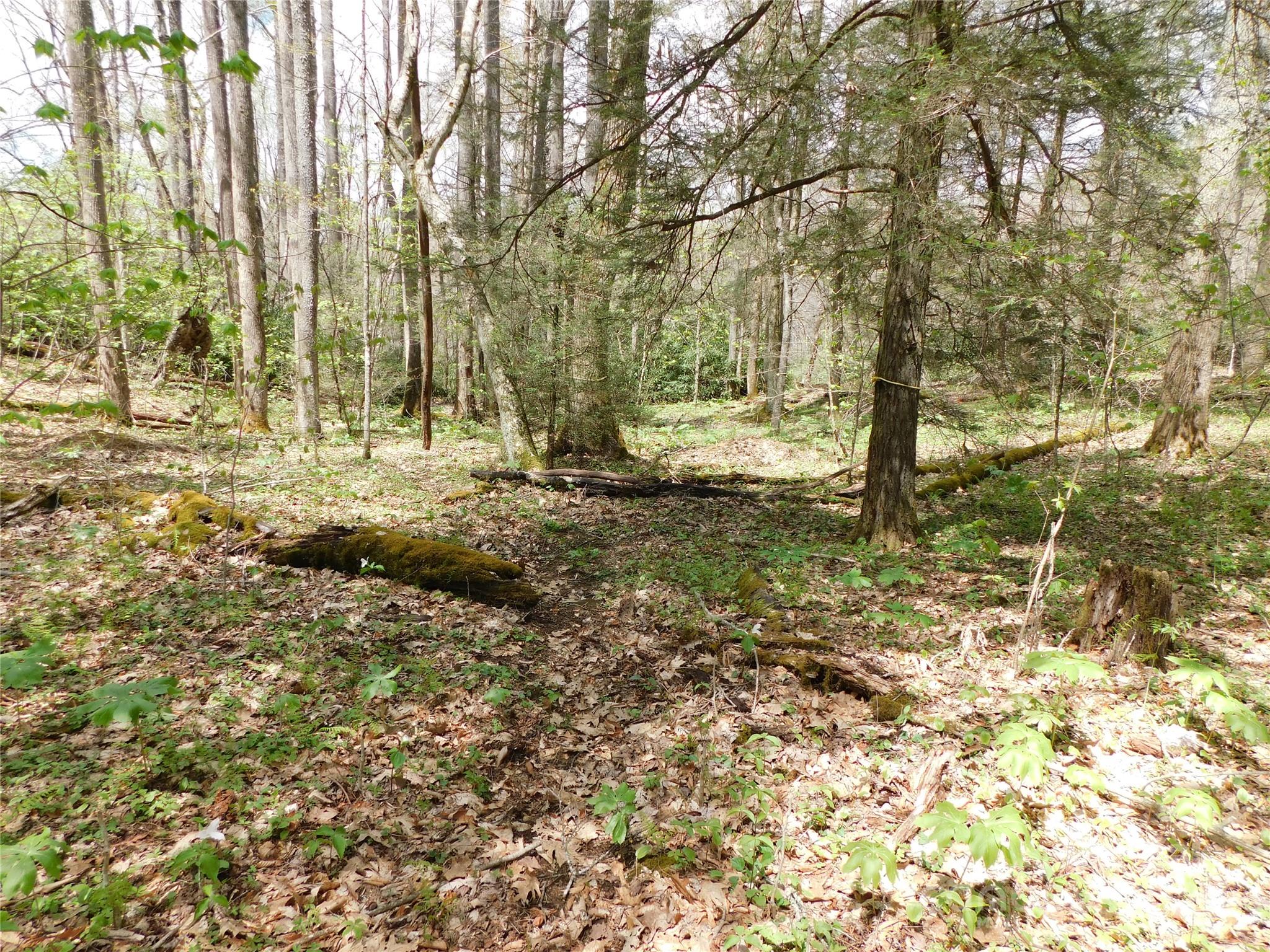 Tbd Black Bear Trail, Unit 26 Newland, NC 28657 - Photo 7 of 9