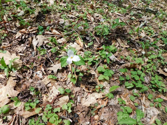 $49,500 | Tbd Black Bear Trail, Unit 26, Newland, NC 28657