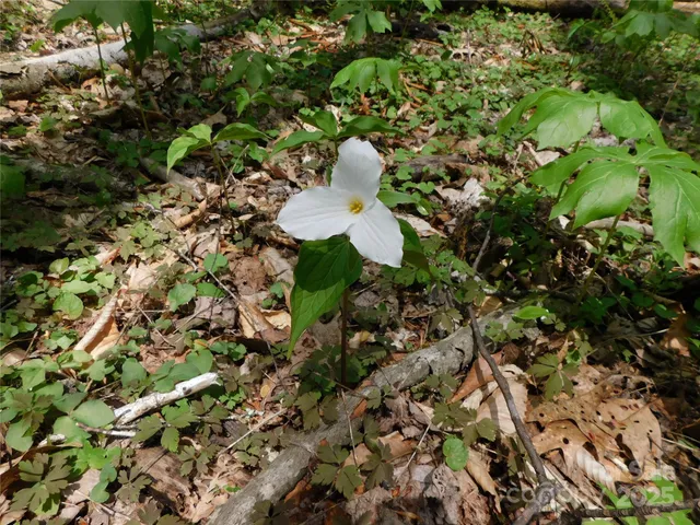 $49,500 | Tbd Black Bear Trail, Unit 26, Newland, NC 28657