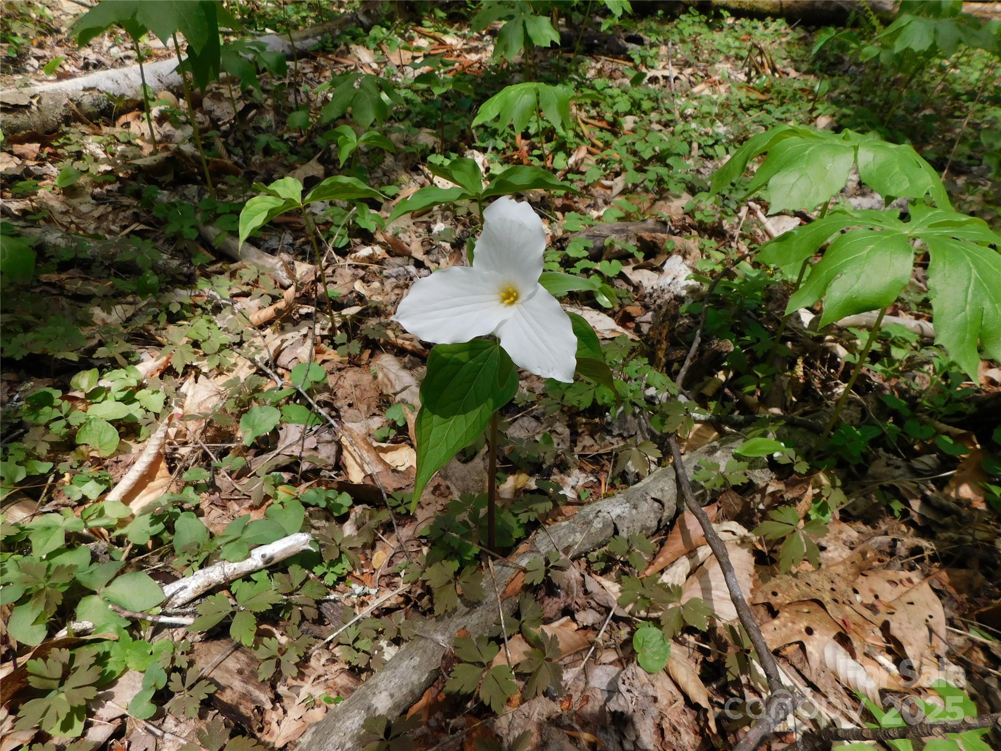 Tbd Black Bear Trail, Unit 26 Newland, NC 28657 - Photo 9 of 9