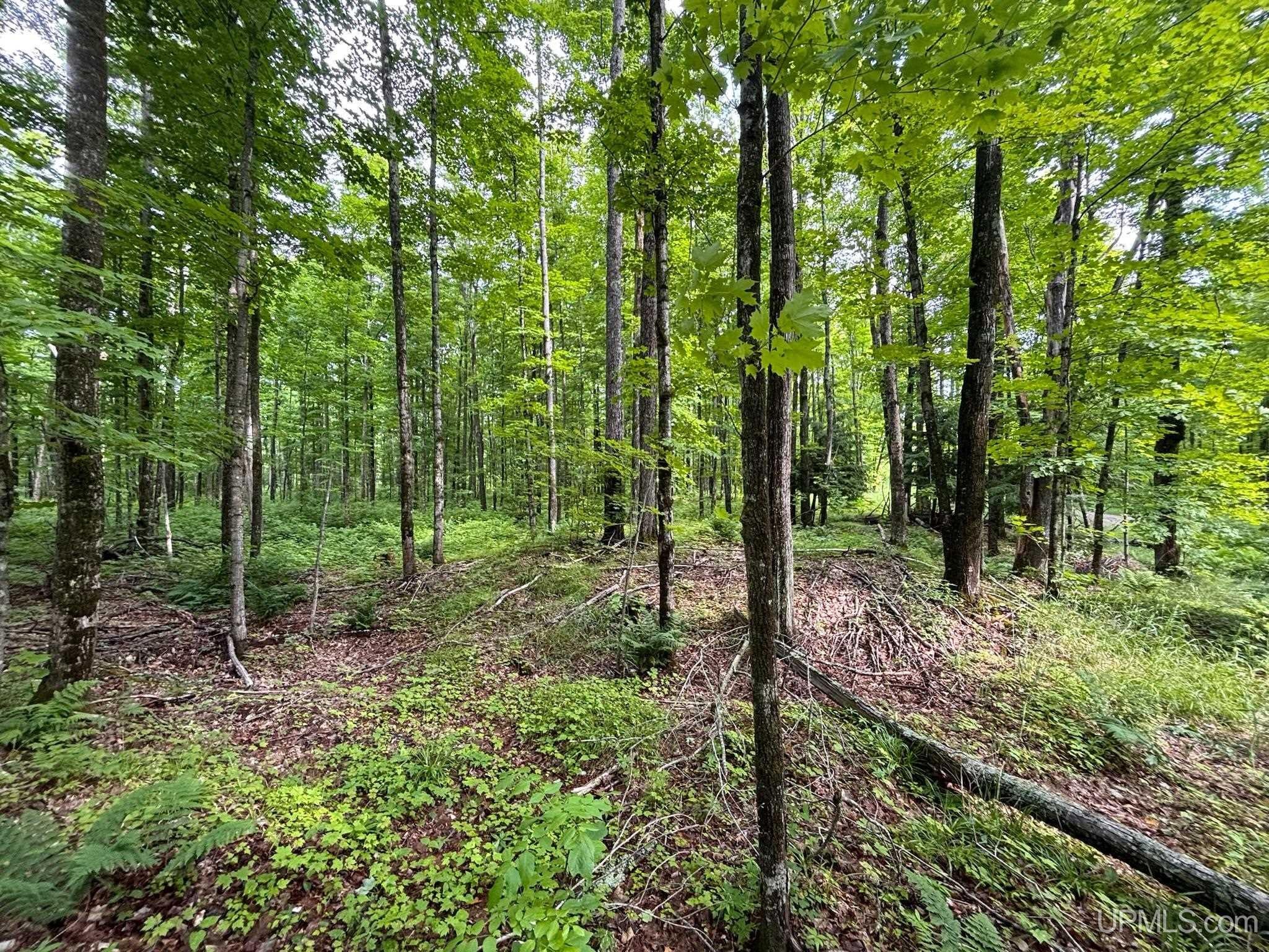 Tbd Beartown Road Baraga, MI 49908 - Photo 21 of 36 Gallery Image 21