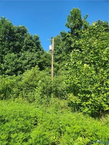 a view of a lush green forest