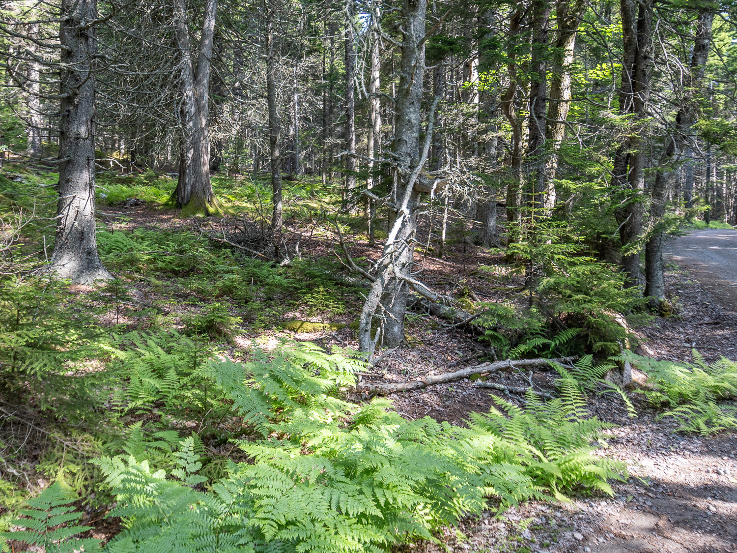 10 Island Retreat Road Swans Island, ME 04685 - Photo 2 of 10 Island Retreat Lot 10