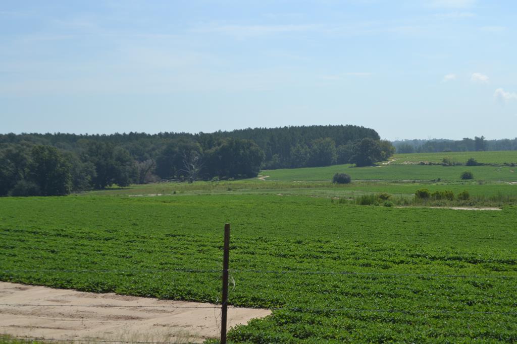 0 Hopkins Road Ashford, AL 36312 - Photo 1 of 1