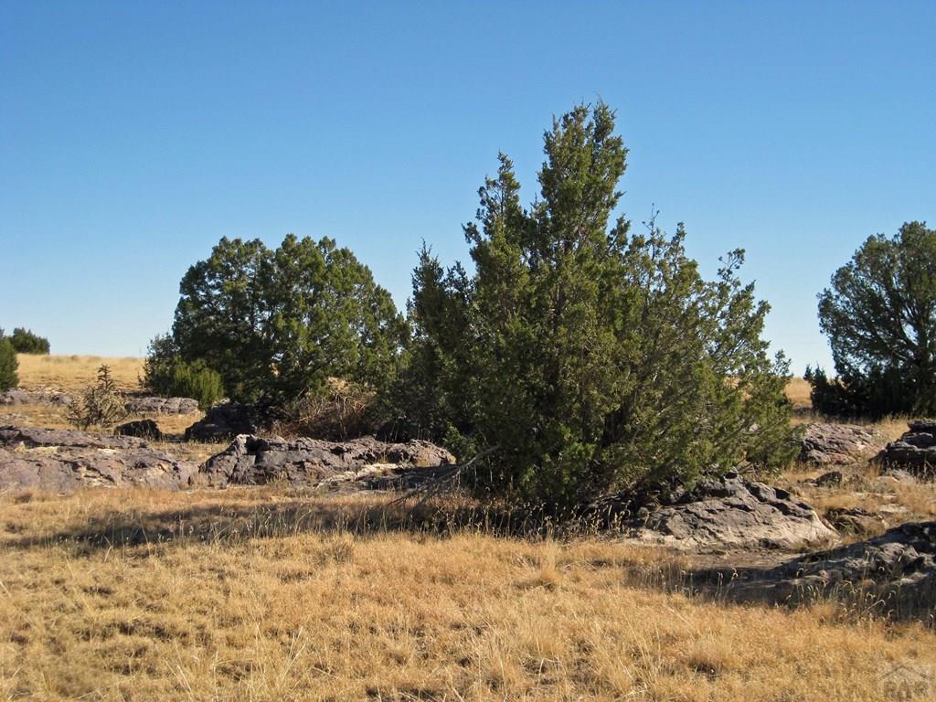 Lot 101 Turkey Ridge Ranch Walsenburg, CO 81089 - Photo 17 of 47