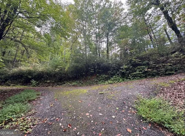 a view of a yard with plants and large trees