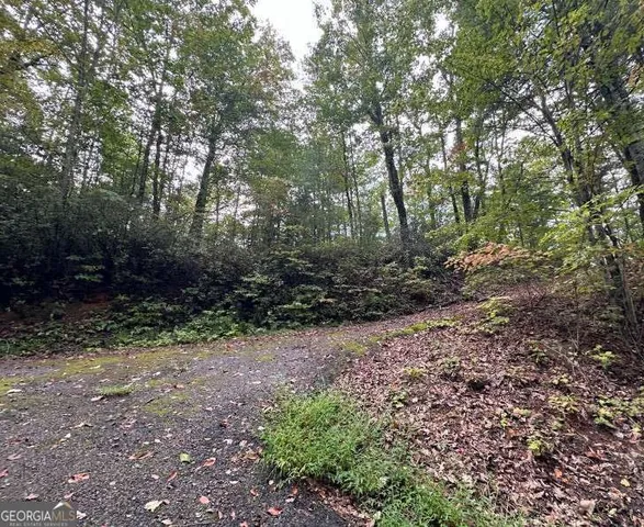 a view of a yard with plants and large trees