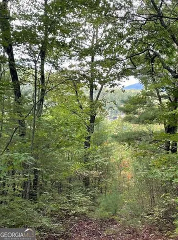 a view of a tree in a yard
