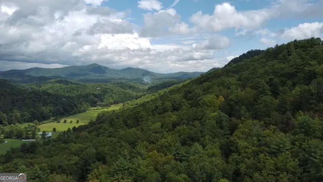 view of a bunch of trees