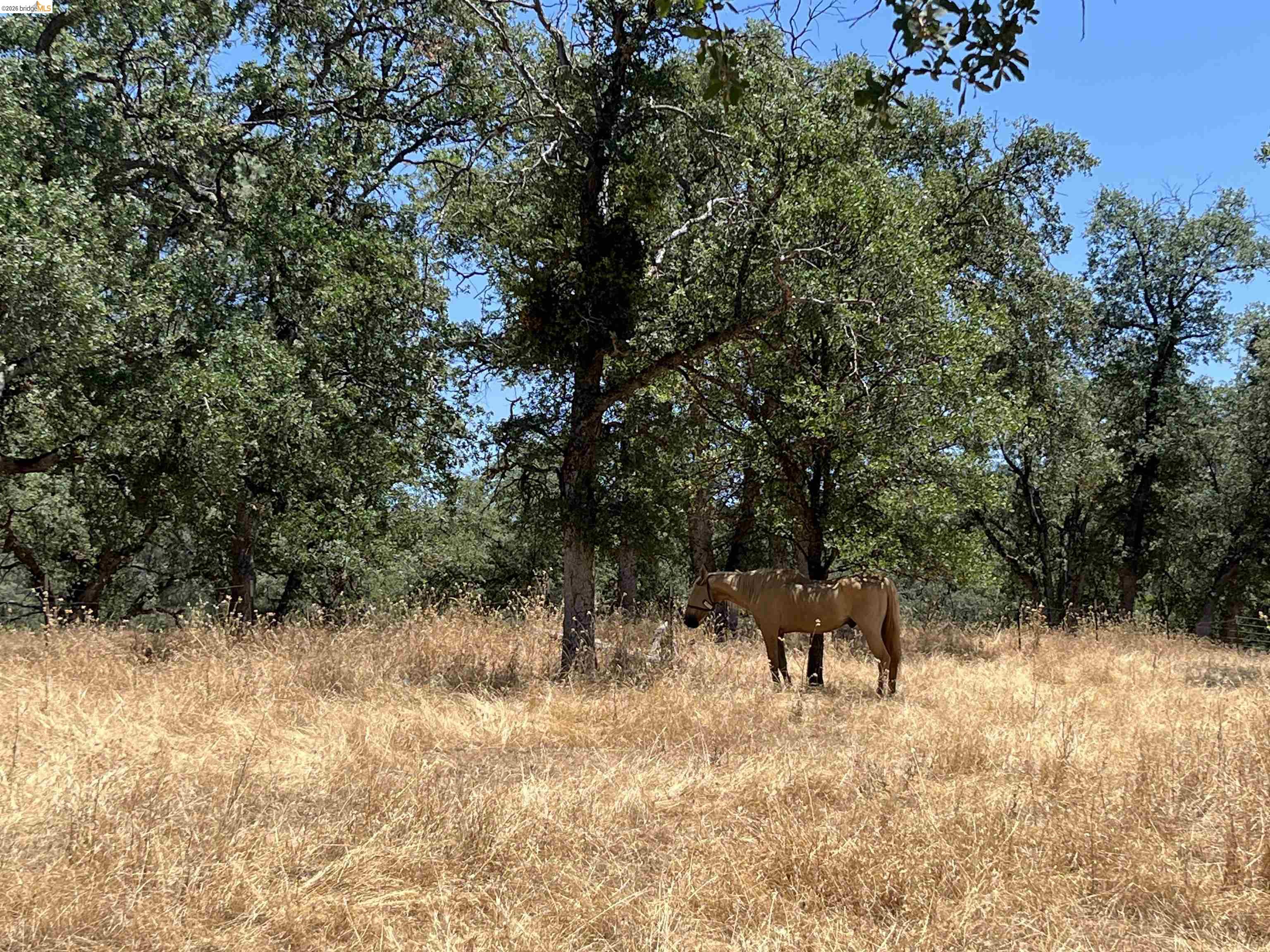 18195 Wards Ferry Road Sonora, CA 95370 - Photo 48 of 67 Expansive natural landscape featuring mature trees with verdant foliage and a field of golden-hued grasses under a clear blue sky