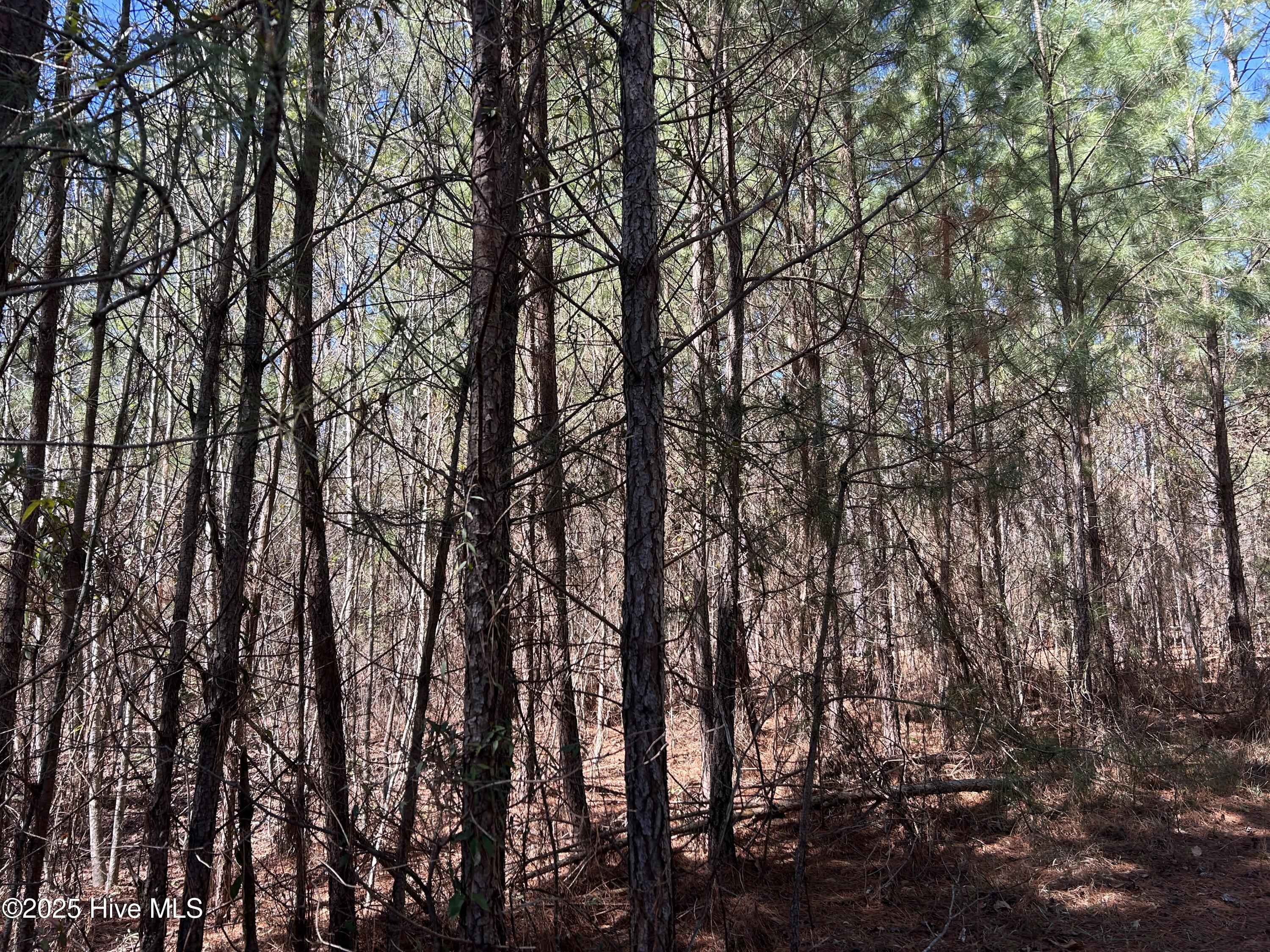 Tbd Gum Shaw Road White Oak, NC 28399 - Photo 19 of 33 IMG_2478
