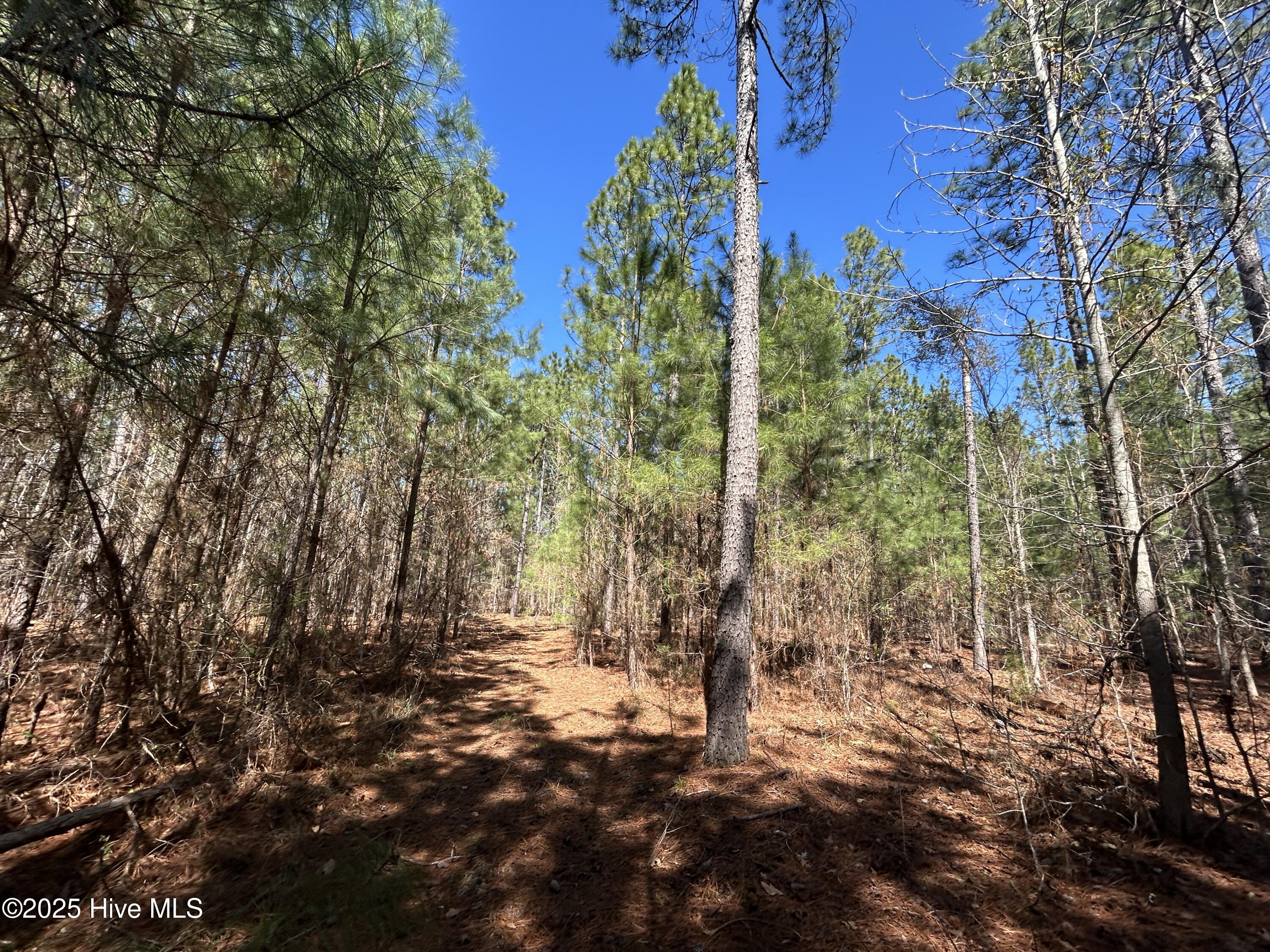 Tbd Gum Shaw Road White Oak, NC 28399 - Photo 20 of 33 IMG_2480