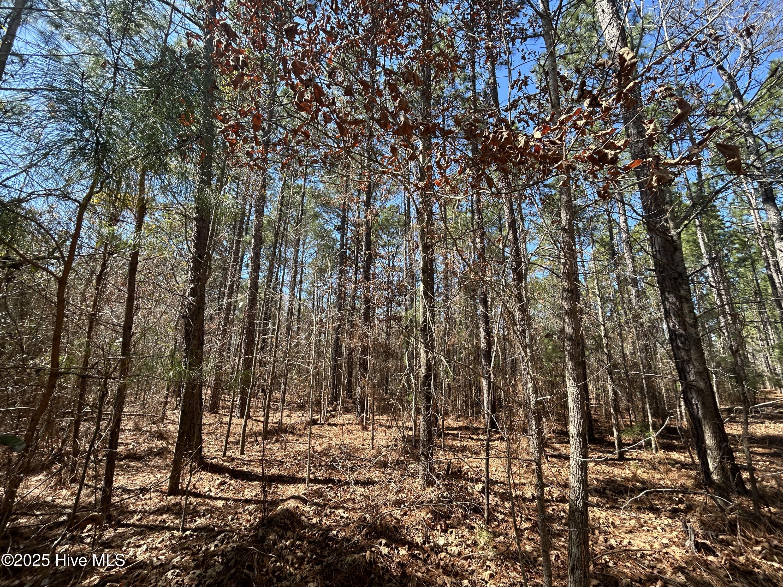 Tbd Gum Shaw Road White Oak, NC 28399 - Photo 21 of 33 IMG_2481