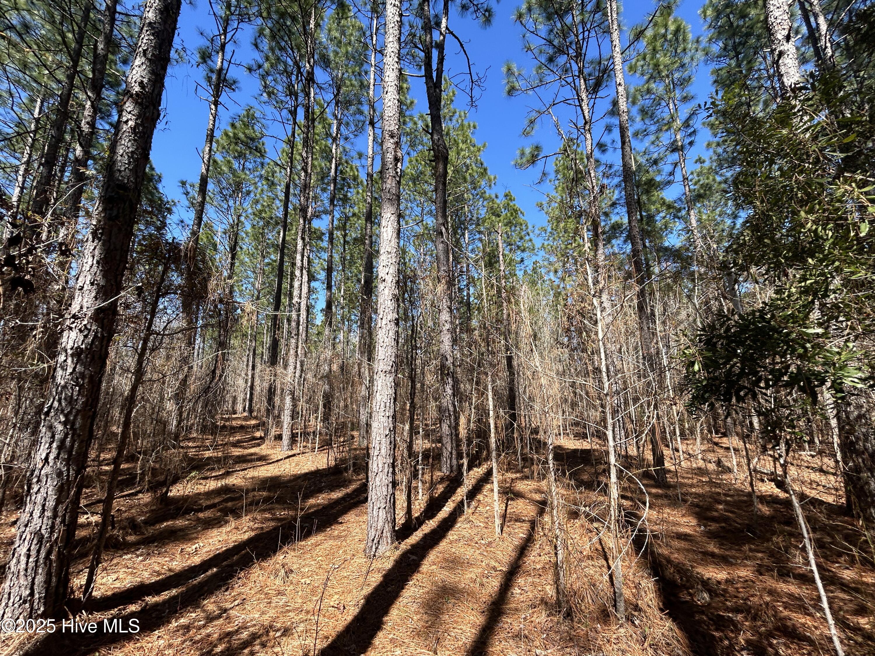 Tbd Gum Shaw Road White Oak, NC 28399 - Photo 22 of 33 IMG_2485