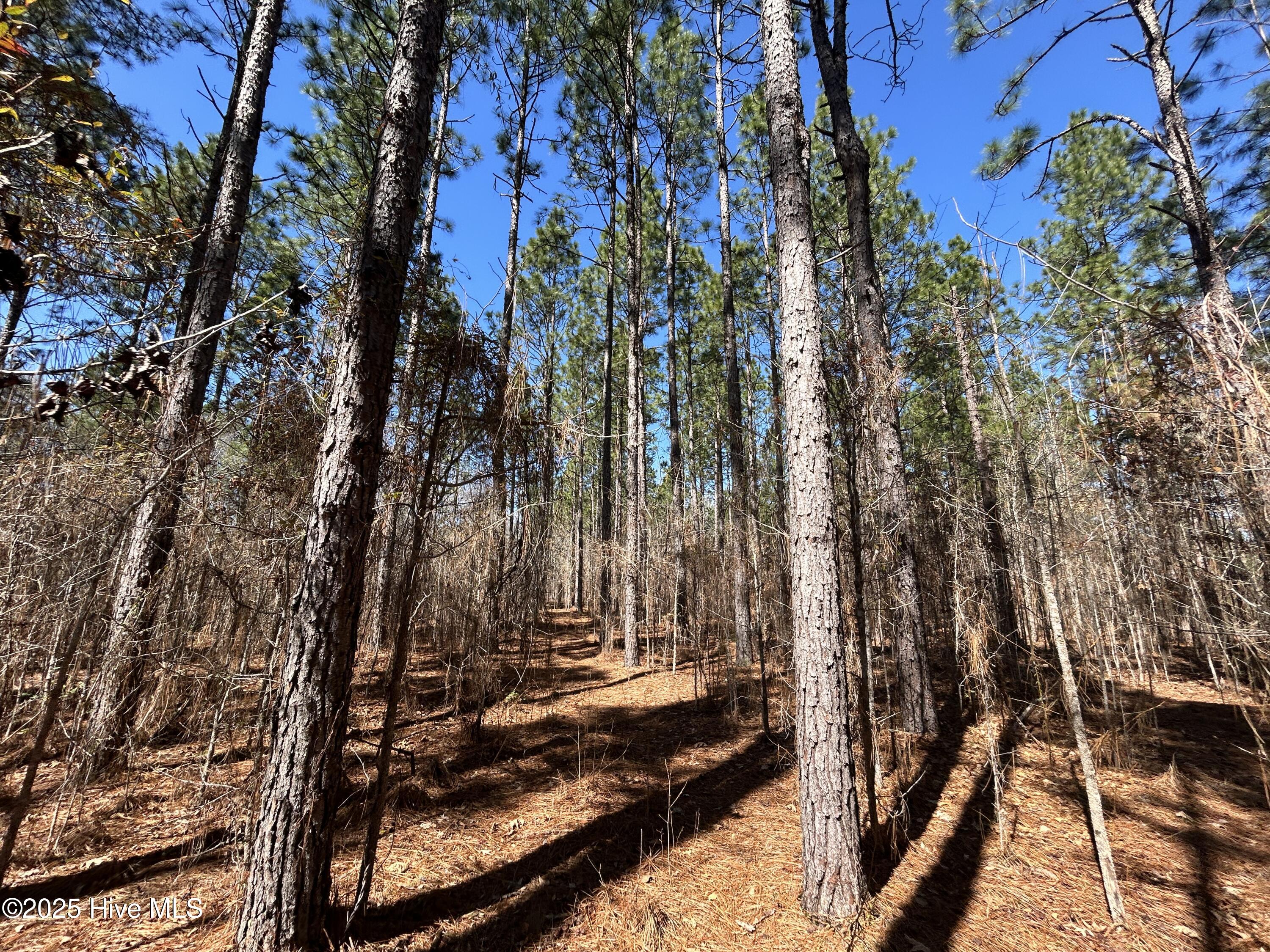 Tbd Gum Shaw Road White Oak, NC 28399 - Photo 23 of 33 IMG_2486