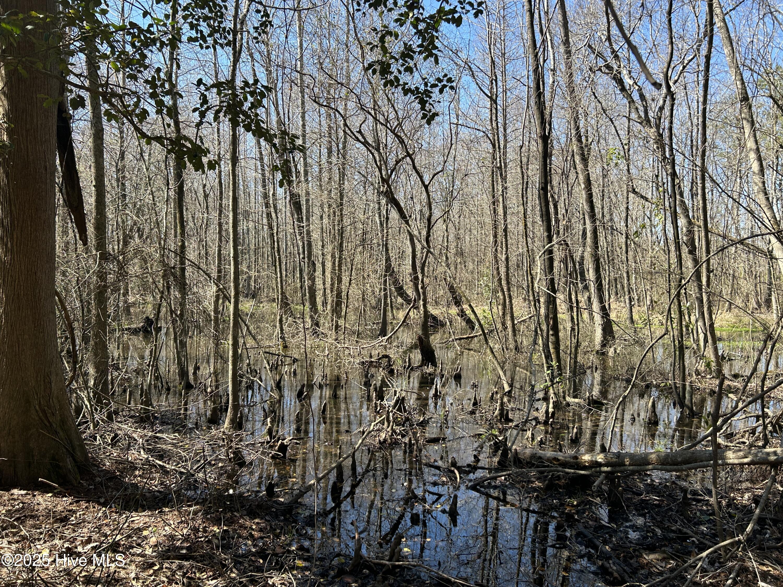 Tbd Gum Shaw Road White Oak, NC 28399 - Photo 29 of 33 IMG_2499
