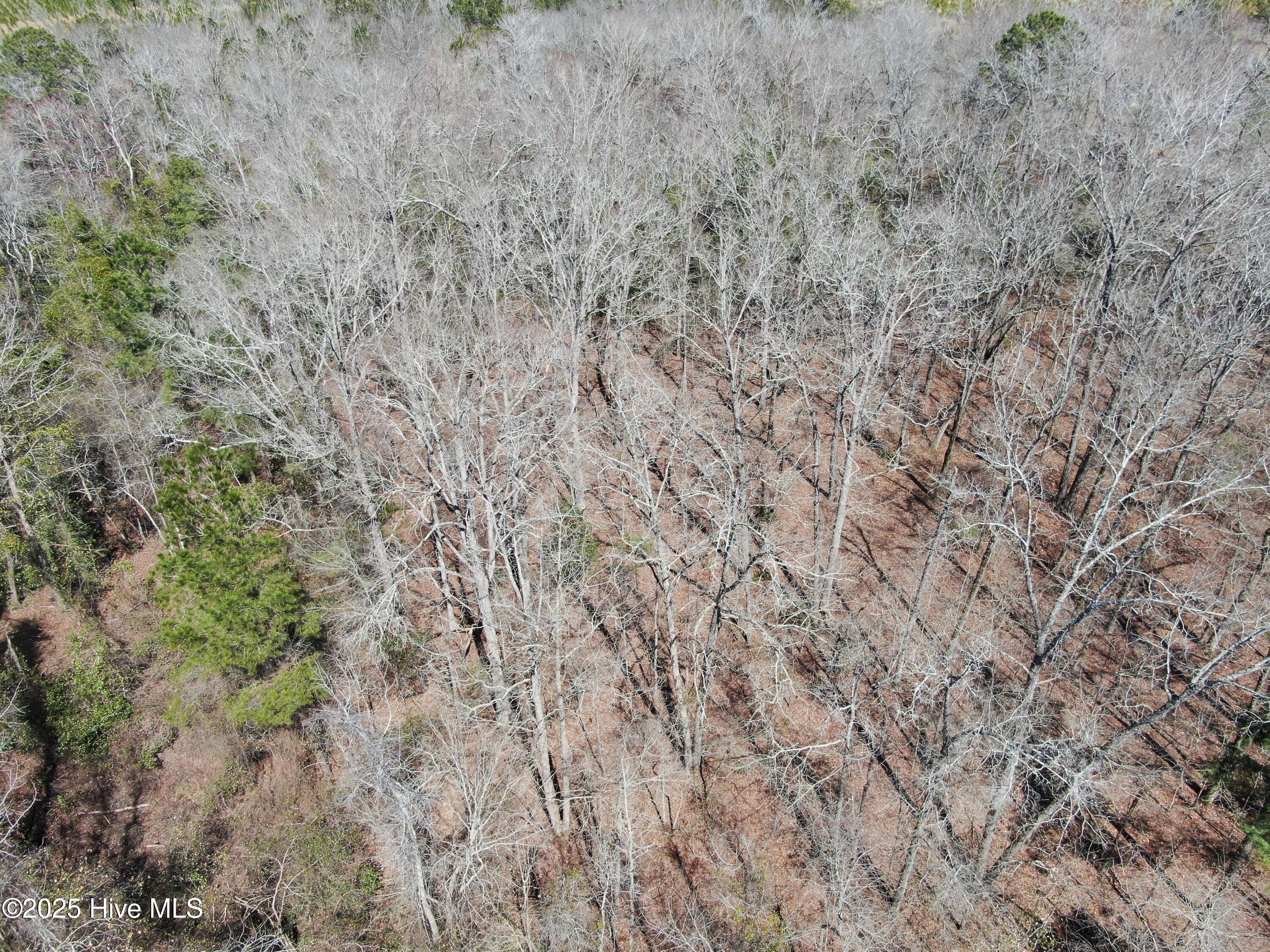 Tbd Gum Shaw Road White Oak, NC 28399 - Photo 7 of 33 DJI_0603