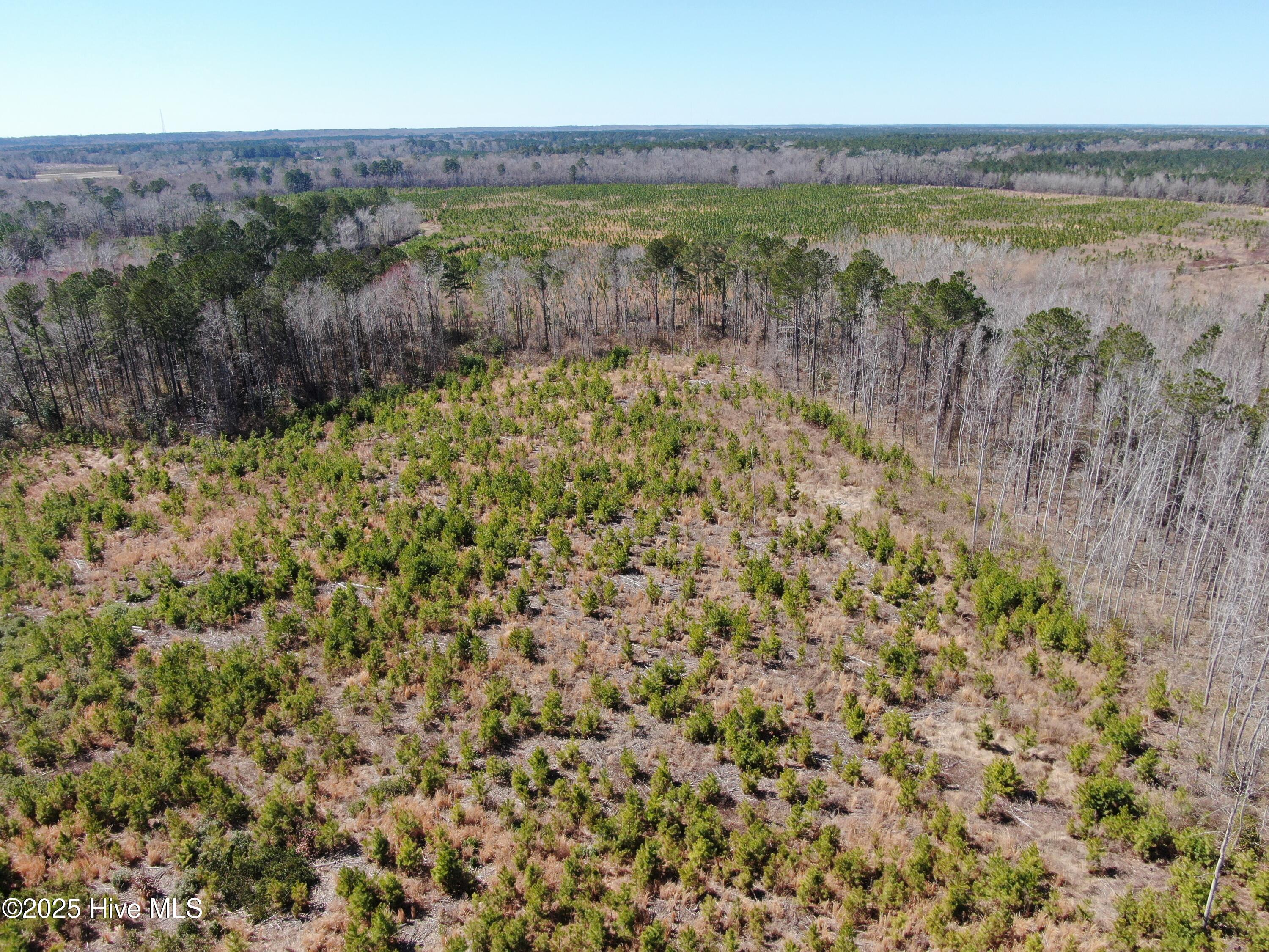 Tbd Gum Shaw Road White Oak, NC 28399 - Photo 8 of 33 DJI_0605