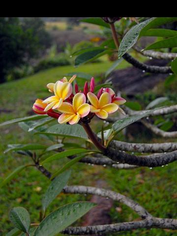 752 Kaupakalua Road Haiku, HI 96708 - Photo 15 of 25 Gallery Image 15